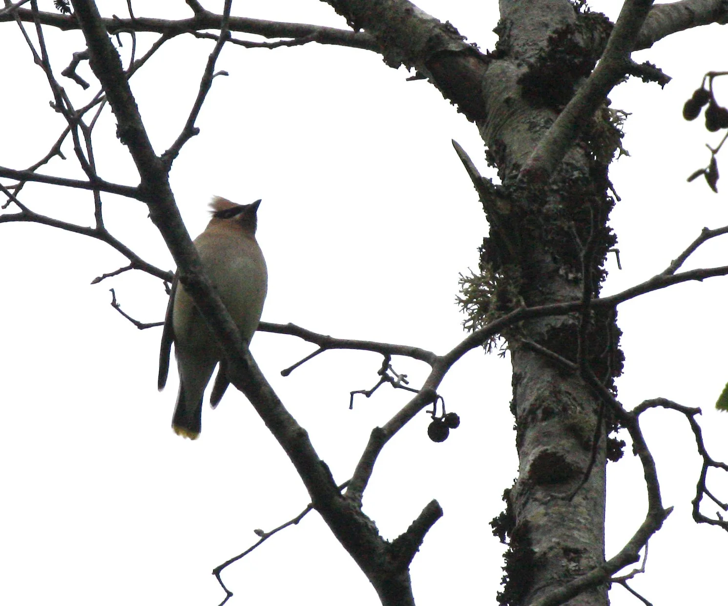 BIRD - WAXWING - CEDAR WAXWING - LAKE FARM TRAILS (2).JPG