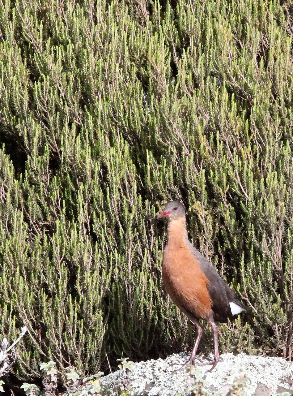 Rouget's Rail (Rougetius rougetii) Bale Mountains NP Ethiopia (8).JPG