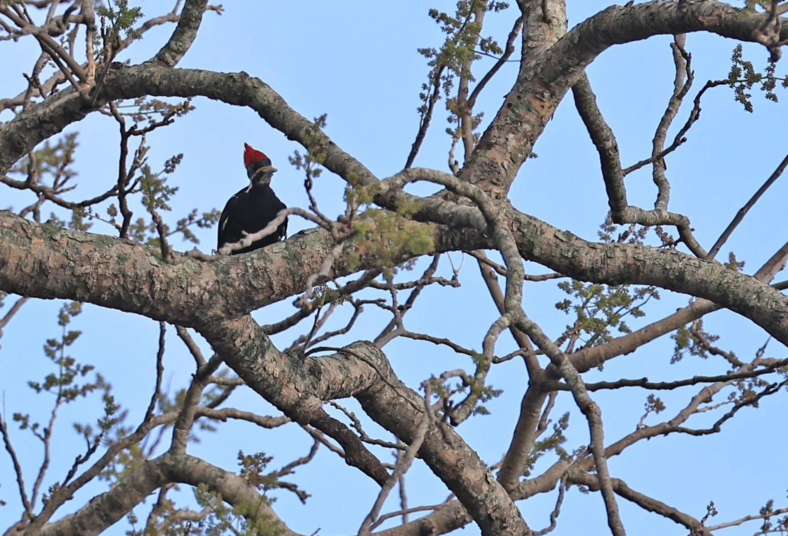 Black-bodied Woodpecker (Dryocopus schulzi) Selva Serena Natural Reserve (8).jpg