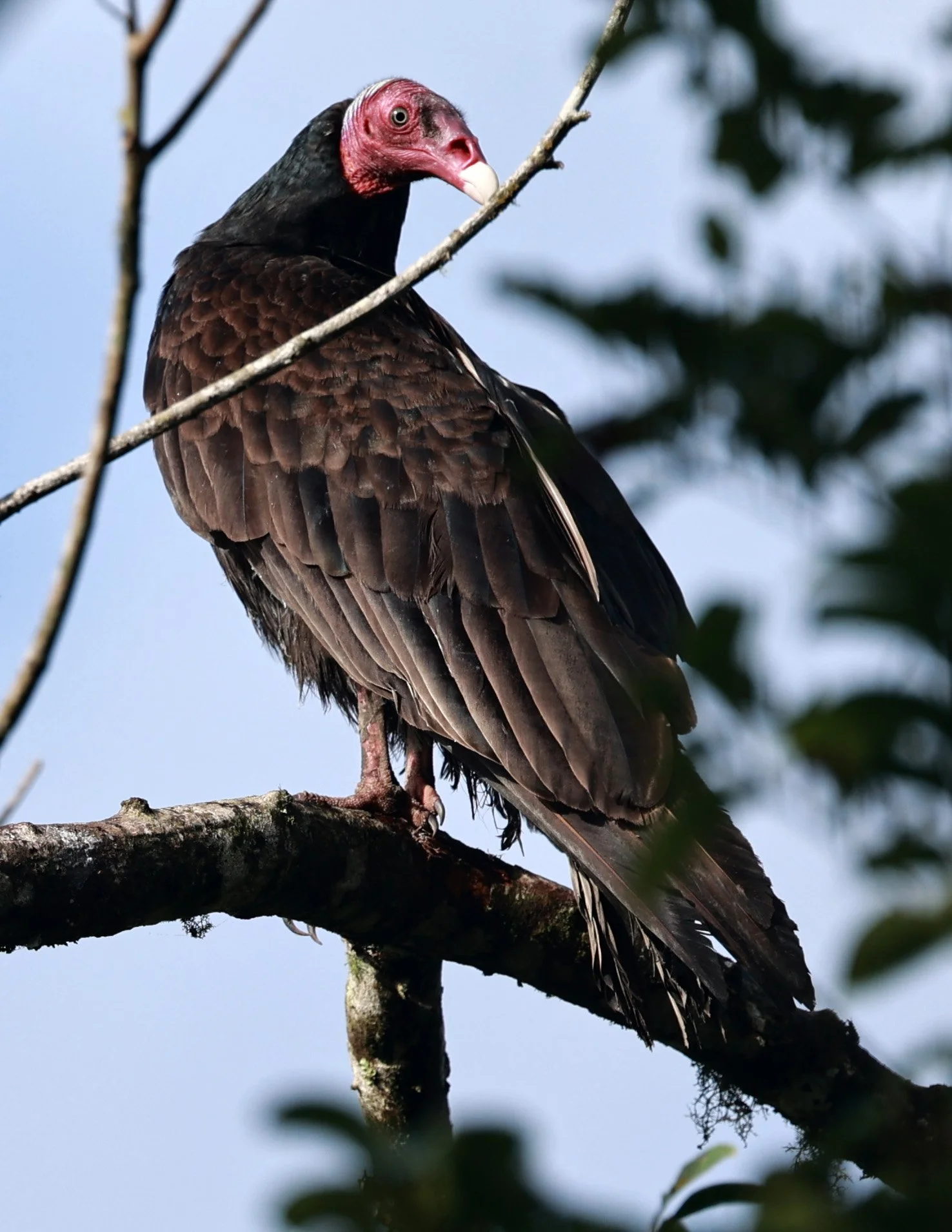 Turkey Vulture (Cathartes aura) Superagui National Park, Brazil (2).jpg