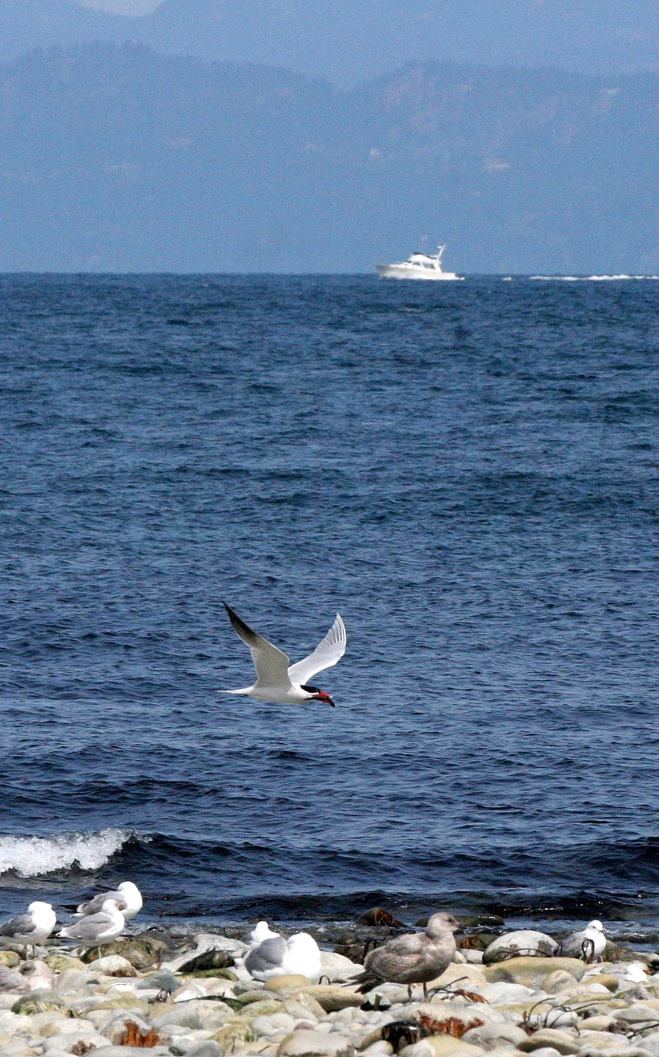 BIRD - TERN - CASPIAN TERNS - ELWHA RIVER MOUTH WA (14).JPG
