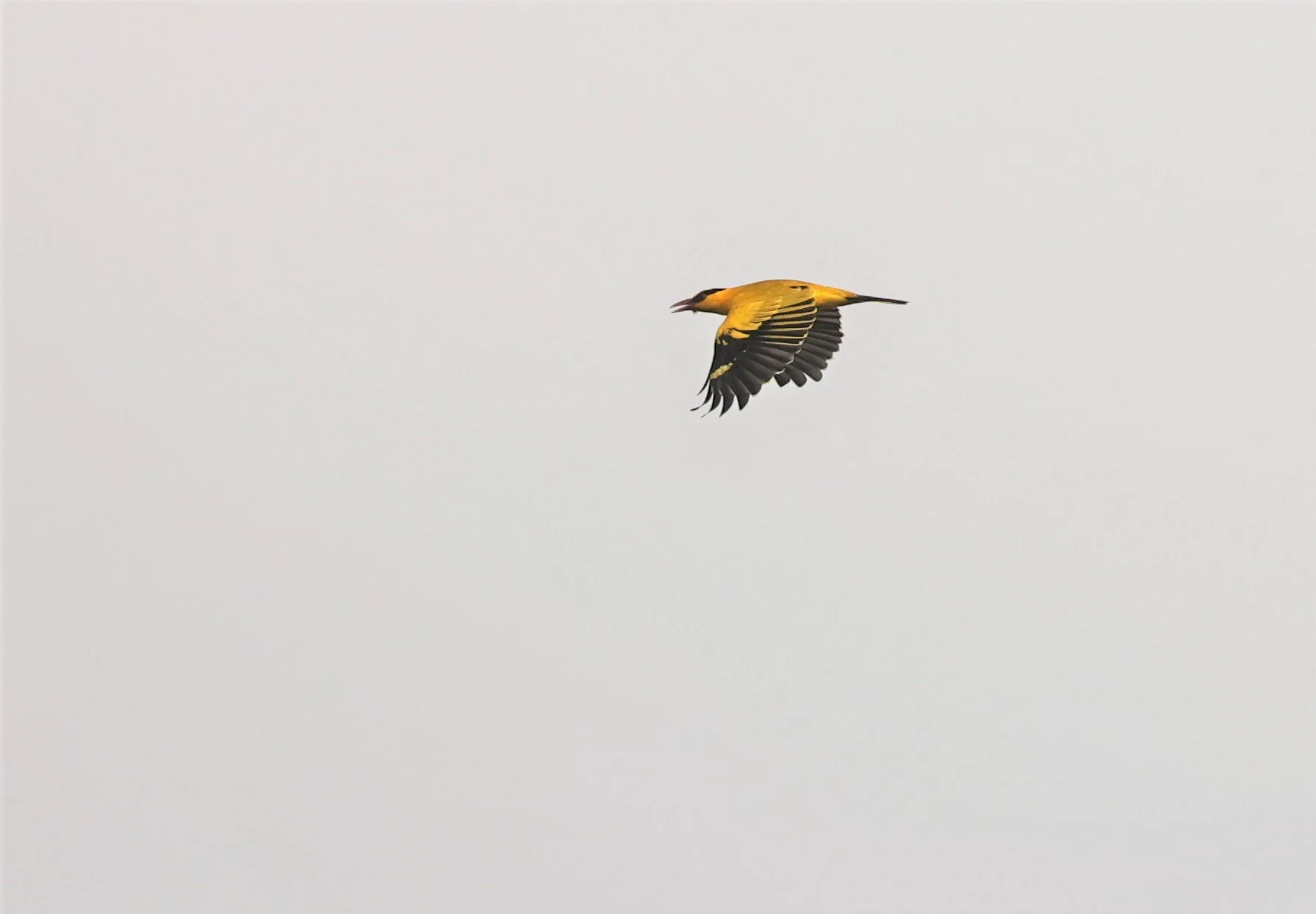 Black-napped Oriole (Oriolus chinensis) Pencil Mountain Chumphon Province Thailand (1).jpg