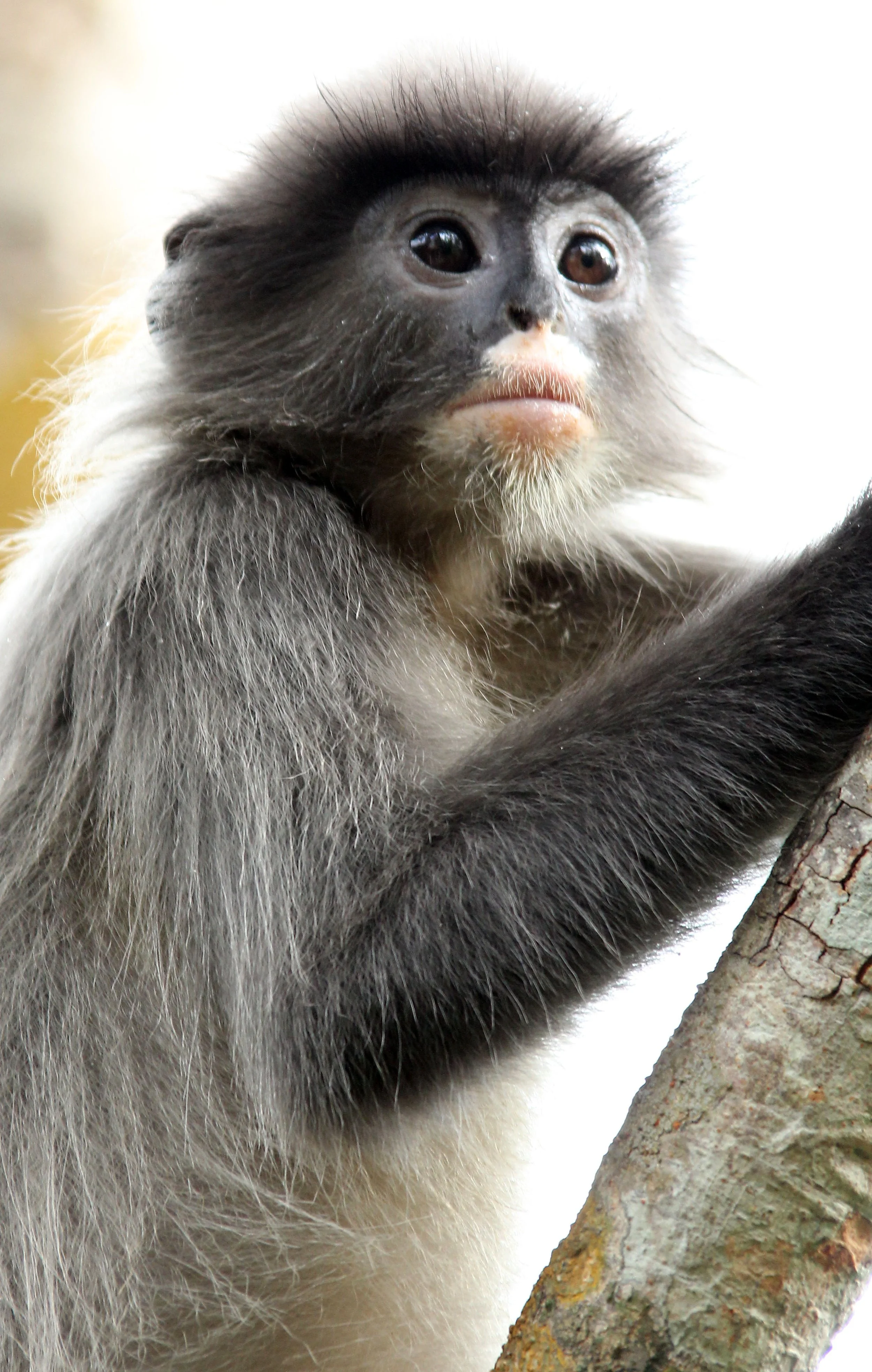 CERCOPITHECIDAE - Trachypithecus crepusculus - INDOCHINESE GRAY LANGUR - PHI THA KHON TEMPLE LOEI (49).JPG
