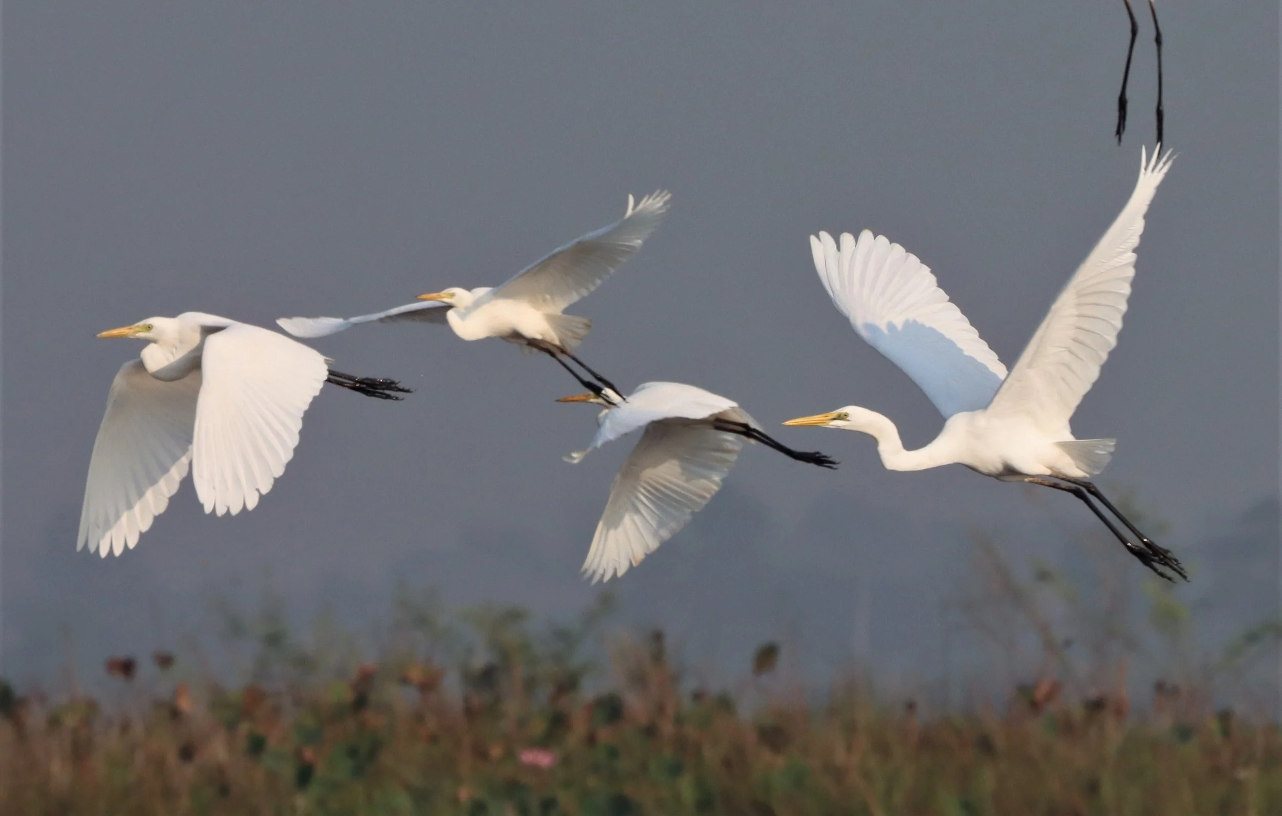 EGRET - EASTERN GREAT EGRET - Ardea (alba) modesta - BUENG BORAPHET (8).jpg