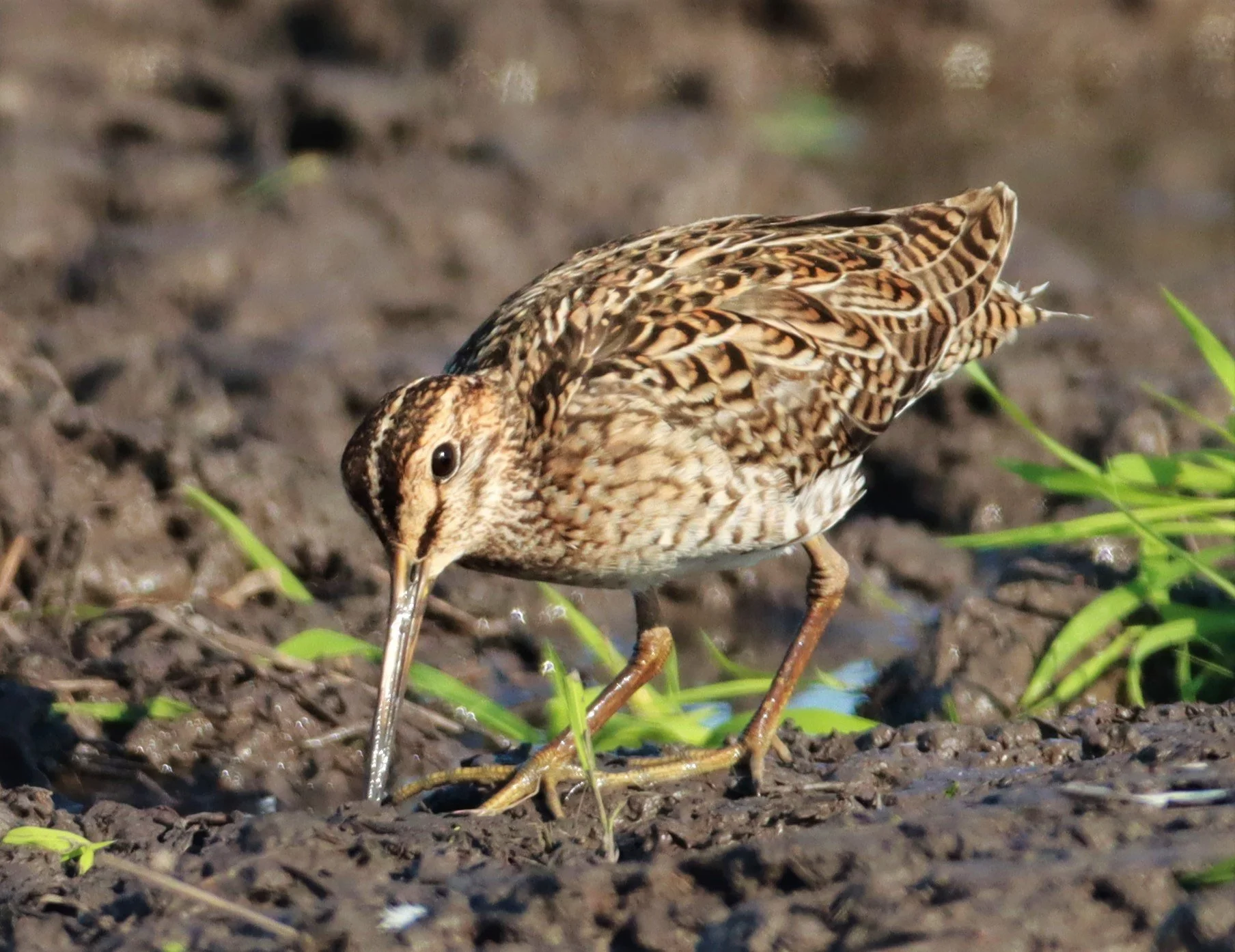 SNIPE - PINTAIL SNIPE - Gallinago stenura - PATHUM THANI RICE RESEARCH CENTER AUGUST 24 2021 (144).jpg