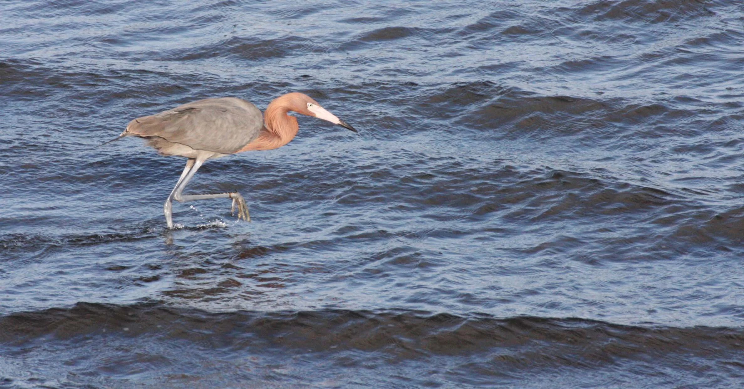 EGRET - REDDISH EGRET - Egretta rufescens - SAN IGNACIO LAGOON BAJA MEXICO (8).JPG