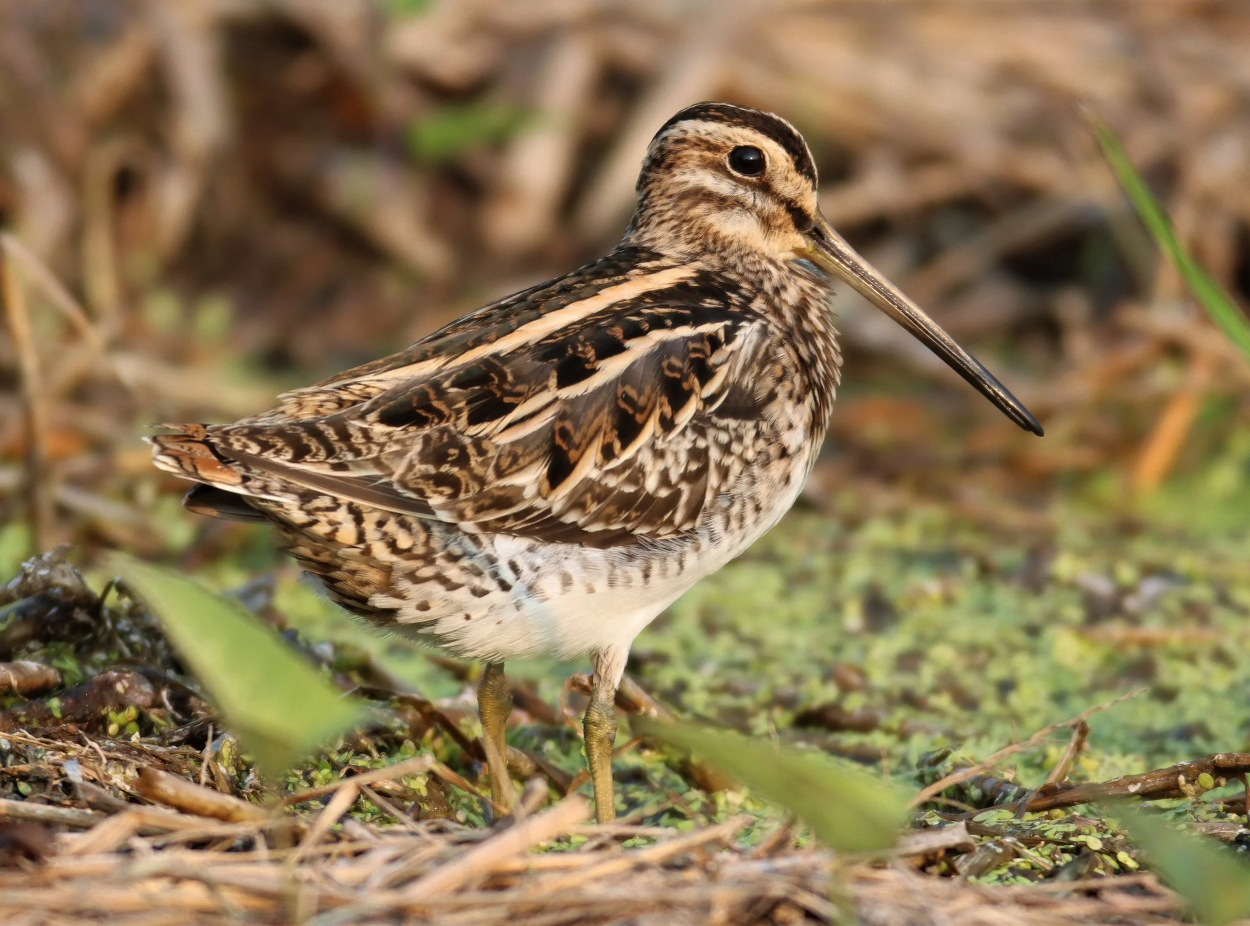 SNIPE - COMMON SNIPE - Gallinago gallinago - LAT KRABANG WETLANDS NEAR BKK (70).jpg