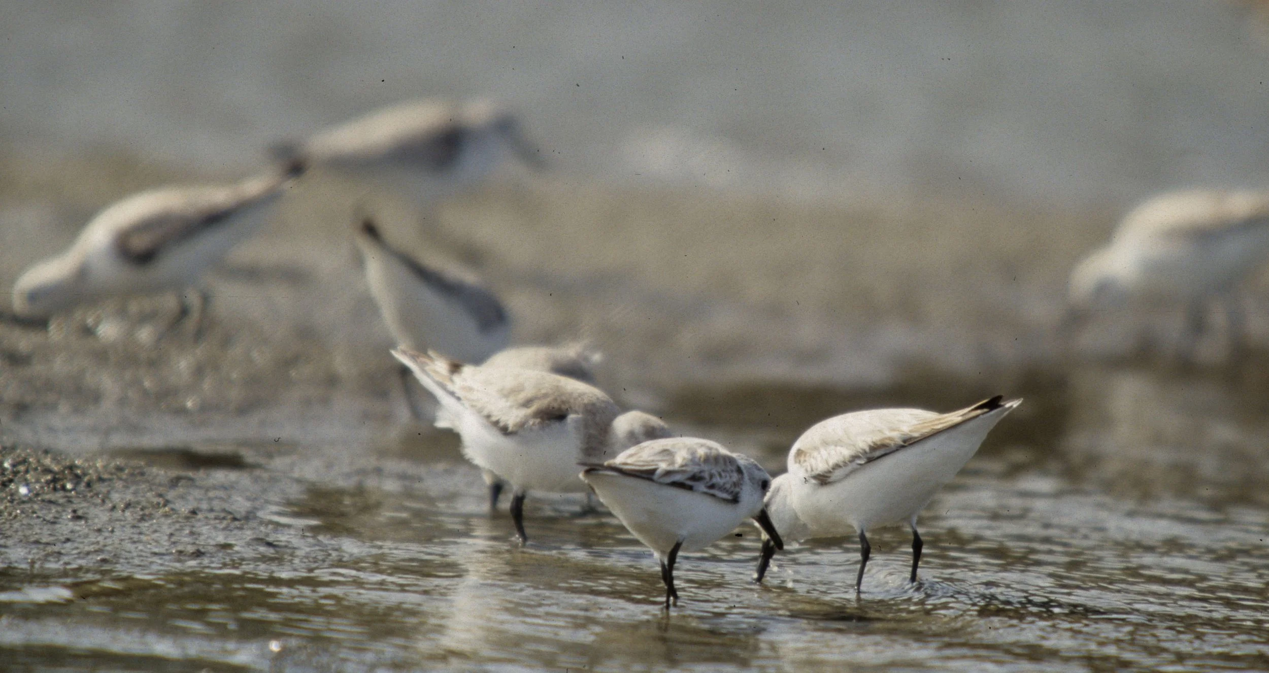 BIRD - SANDERLING - BODEGA BAY C.jpg