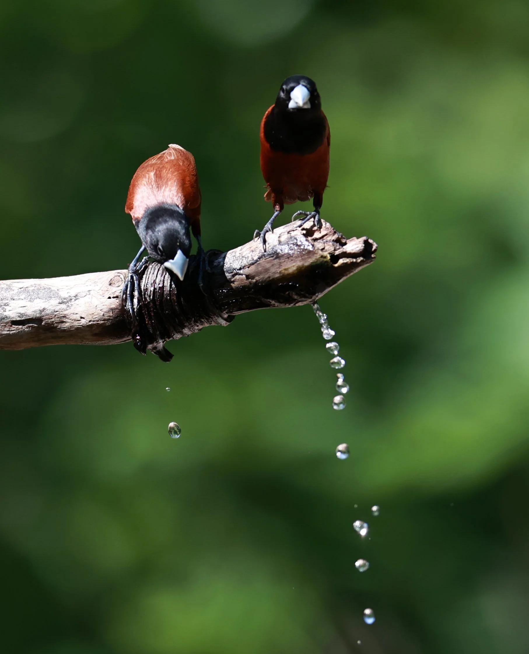 Munia - Black-headed Munia - Lonchura malacca - Bang Pu Mangrove Forest Reserve, Samut Prakan March 30, 2024 (52).jpg