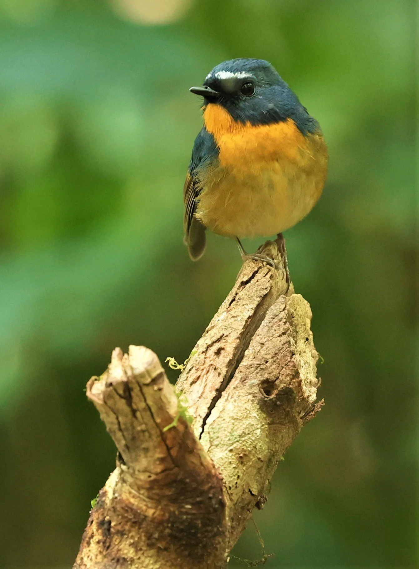 FLYCATCHER - SNOWY-BROWED FLYCATCHER - Ficedula hyperythra - DOI PHA HOM POK NP DOI LANG EAST FEB 2022 (6).jpg