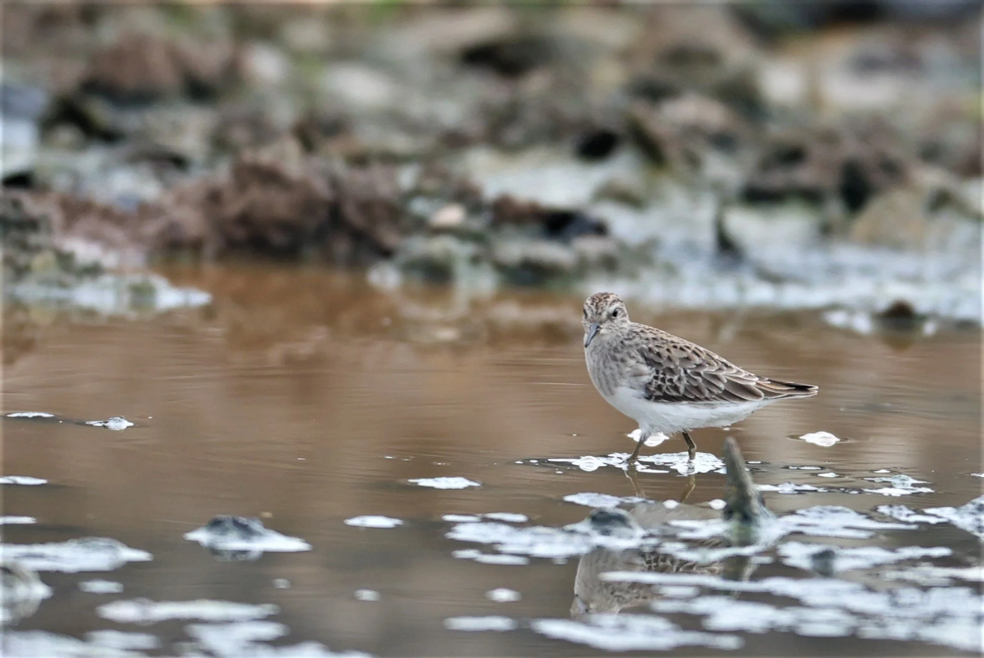 STINT - Long-toed Stint - Calidris subminuta - BANG KHAEM NAKHON PATHOM PROVINCE 22 OCT 2021 (4).jpg