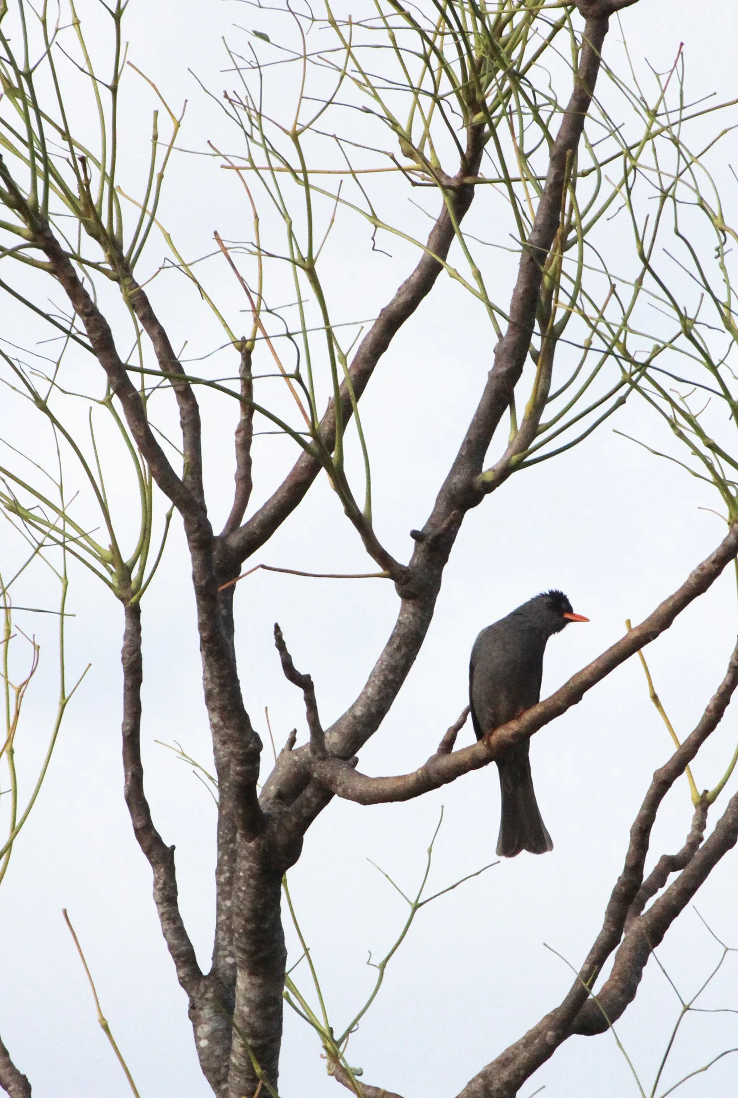 BULBUL - MADAGASCAR BULBUL - Hypsipetes madagascariensis - BERENTY RESERVE MADAGASCAR (1).JPG