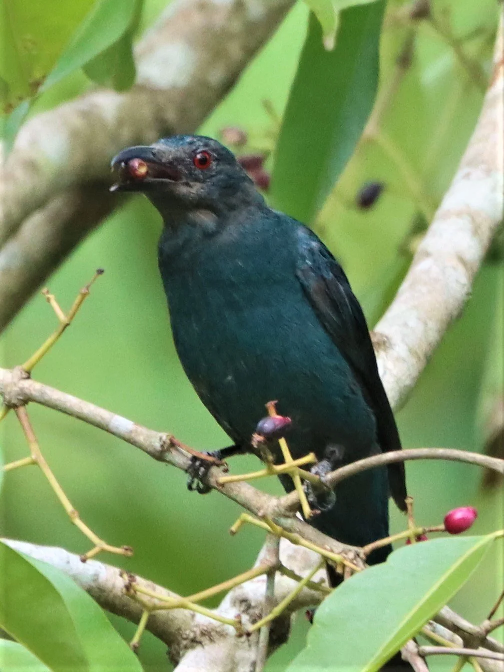 Asian fairy-bluebird (Irena puella) female
