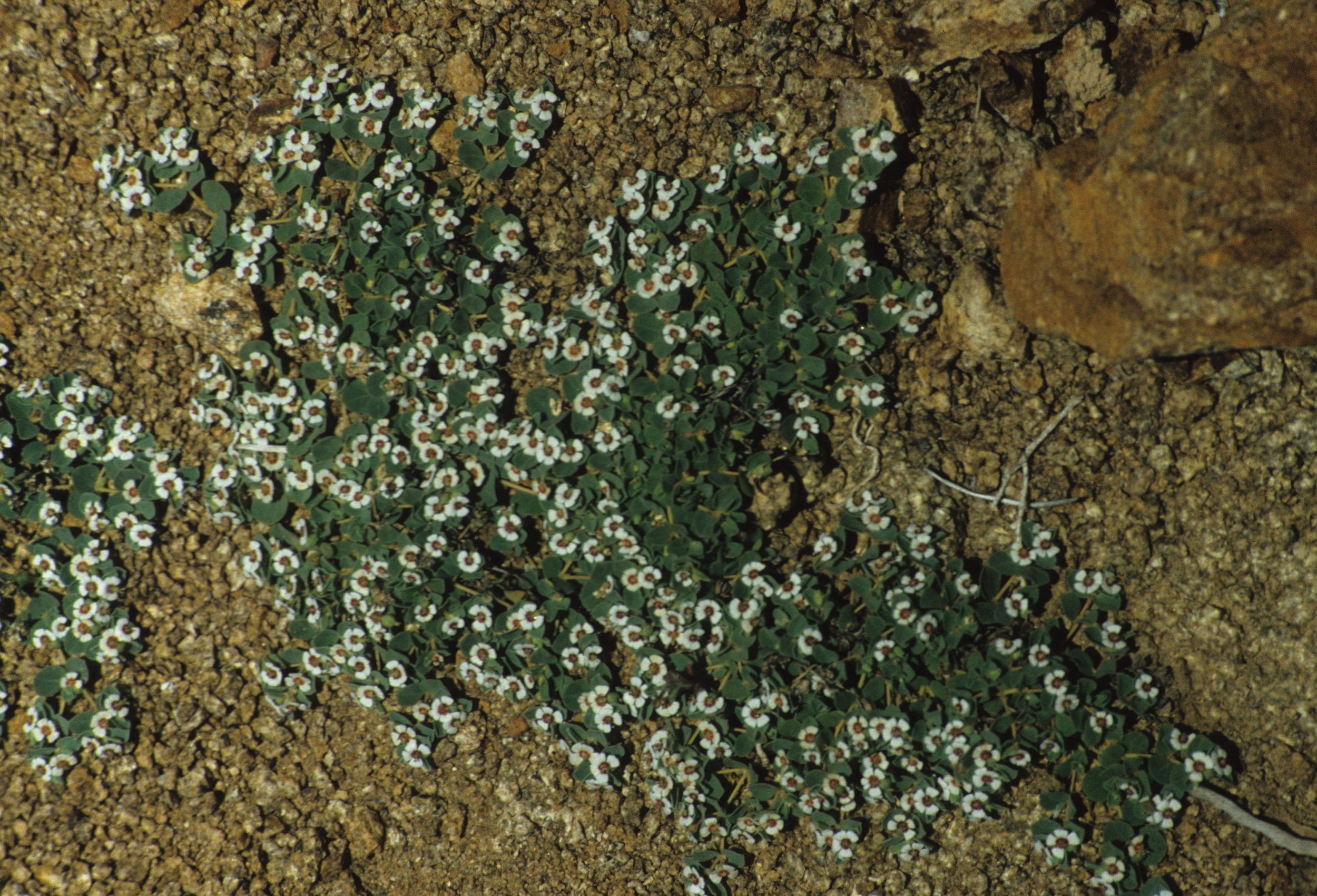 DEATH VALLEY - EUPHORBIA ALBOMARGINATA - WHITE MARGINE EUPHORBIA.jpg