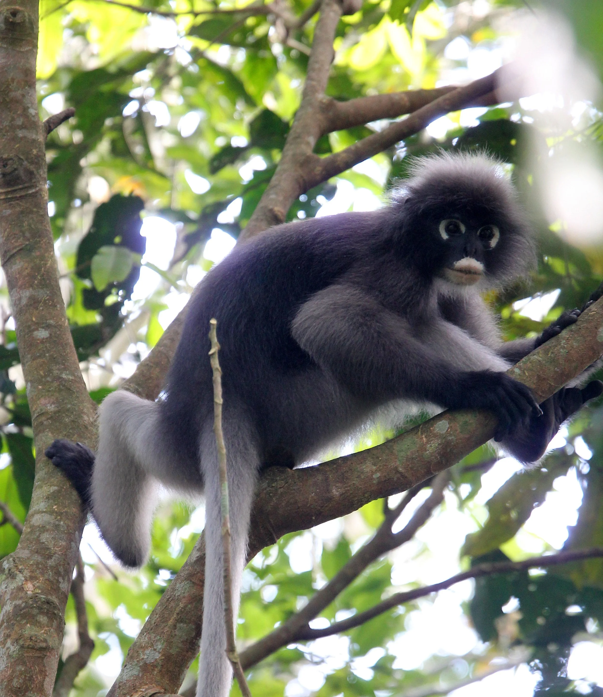 CERCOPITHECIDAE - Trachypithecus obscurus flavicauda - BLOND-TAILED (DUSKY) LANGUR - KAENG KRACHAN  NATIONAL PARK THAILAND (7).JPG