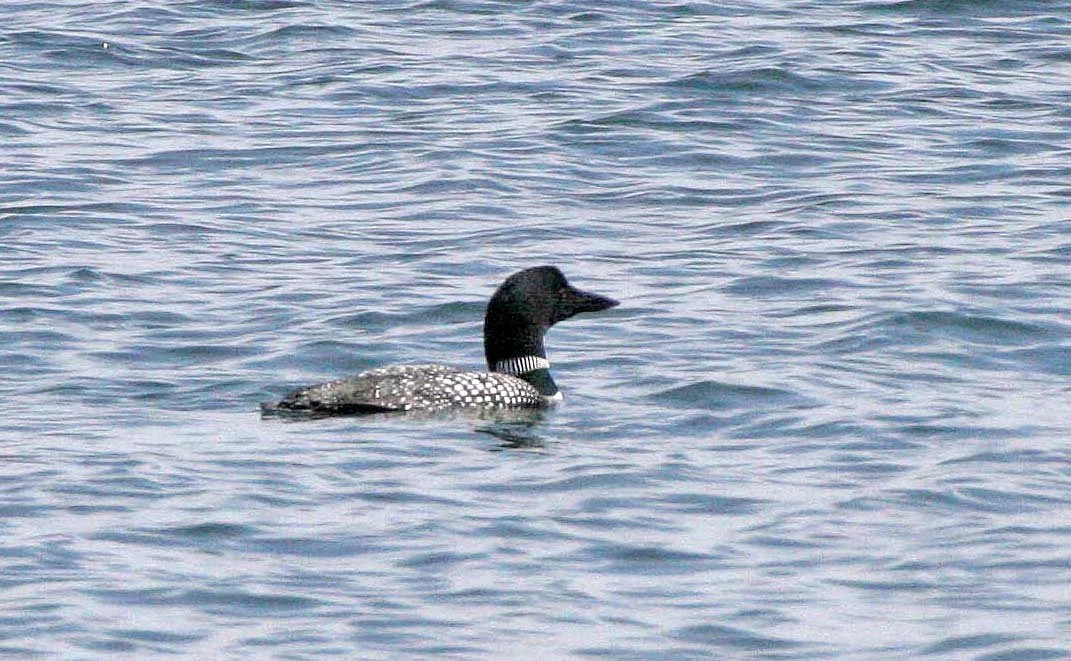 BIRD - LOON - COMMON LOON - LAKE FARM BEACH WA (8).JPG