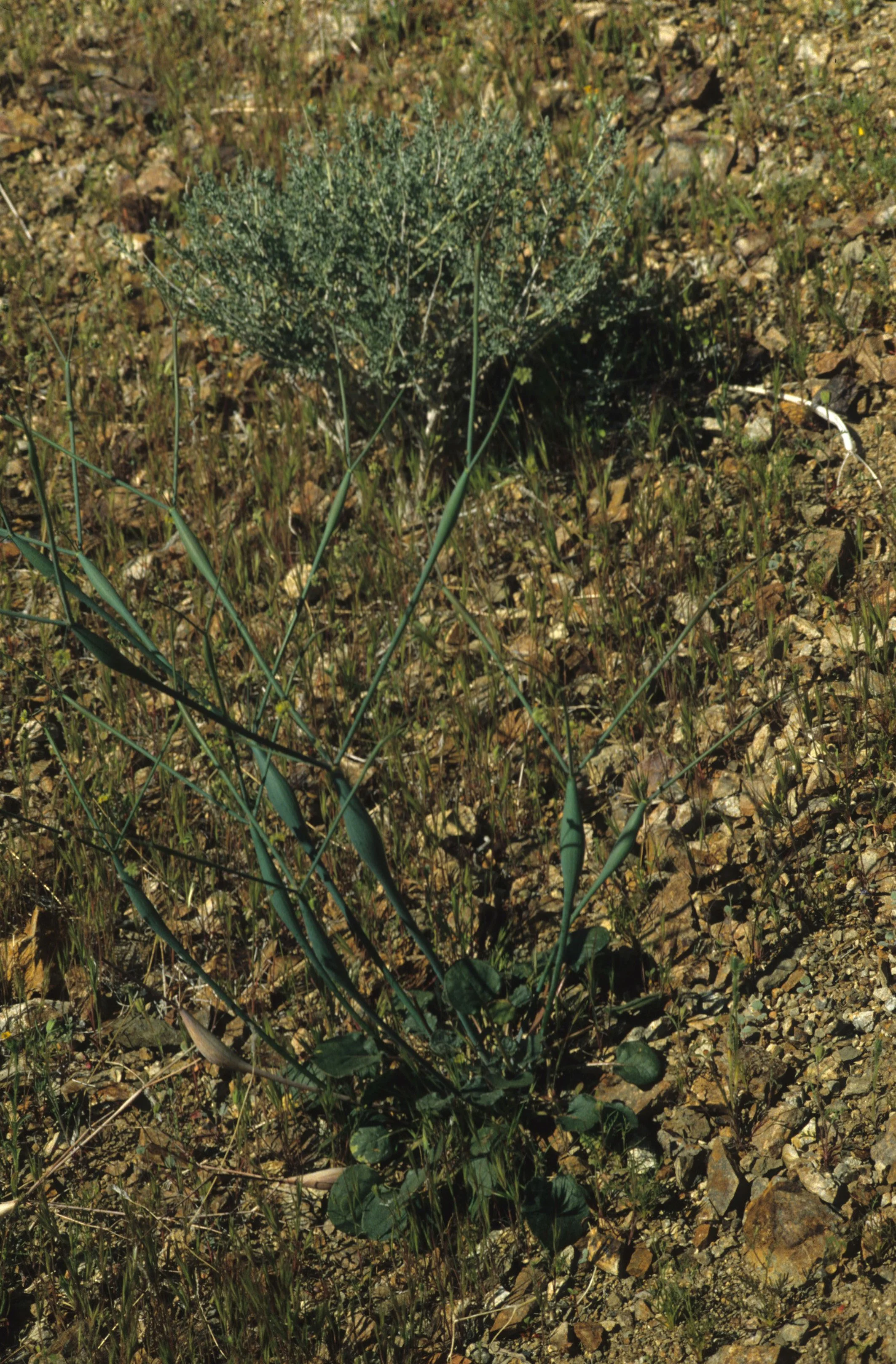 DEATH VALLEY - ERIOGONUM INFLATUM - DESERT TRUMPET.jpg