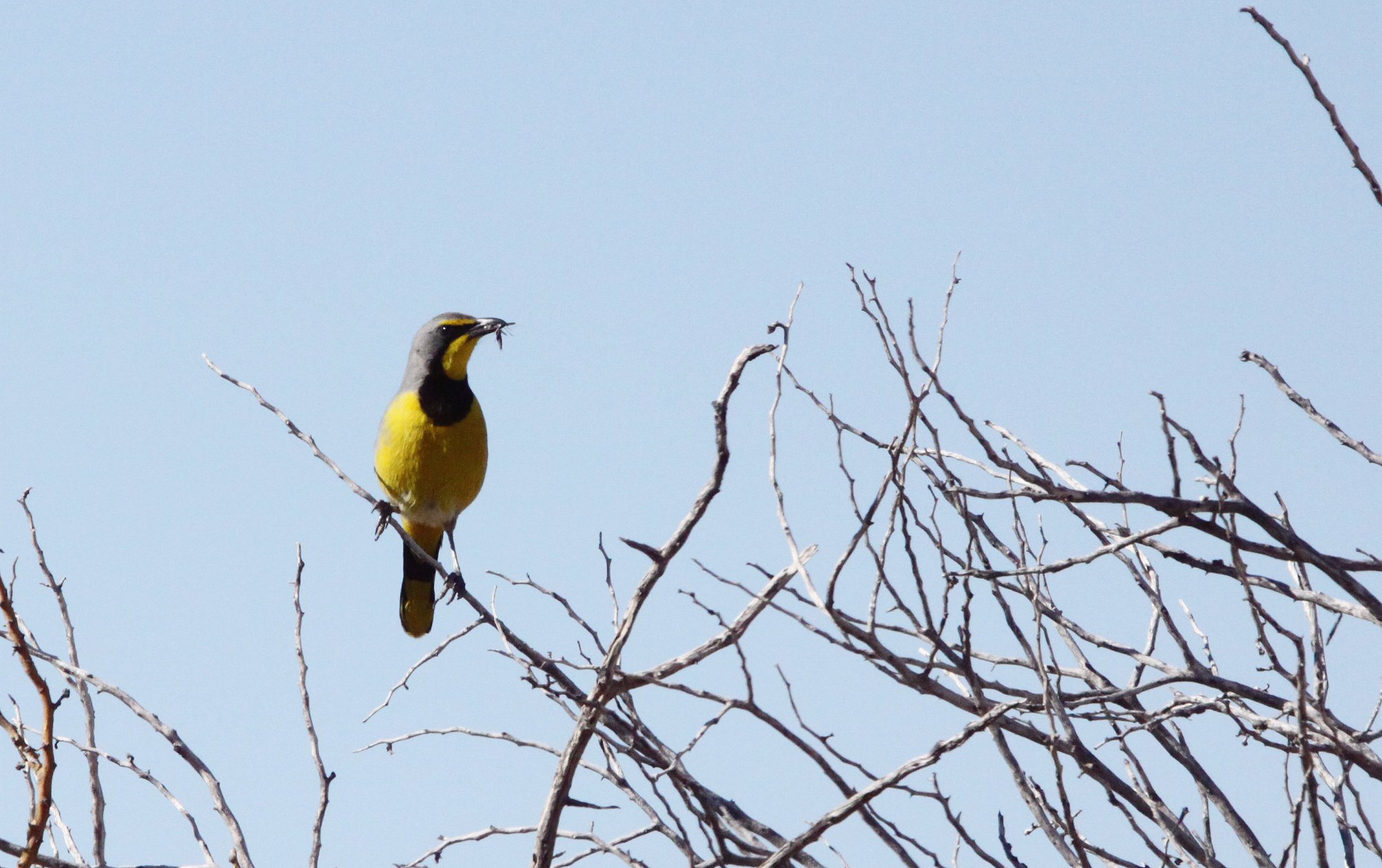 BIRD - BOKMAKIERIE - AUGRABIES FALLS SOUTH AFRICA (10).JPG