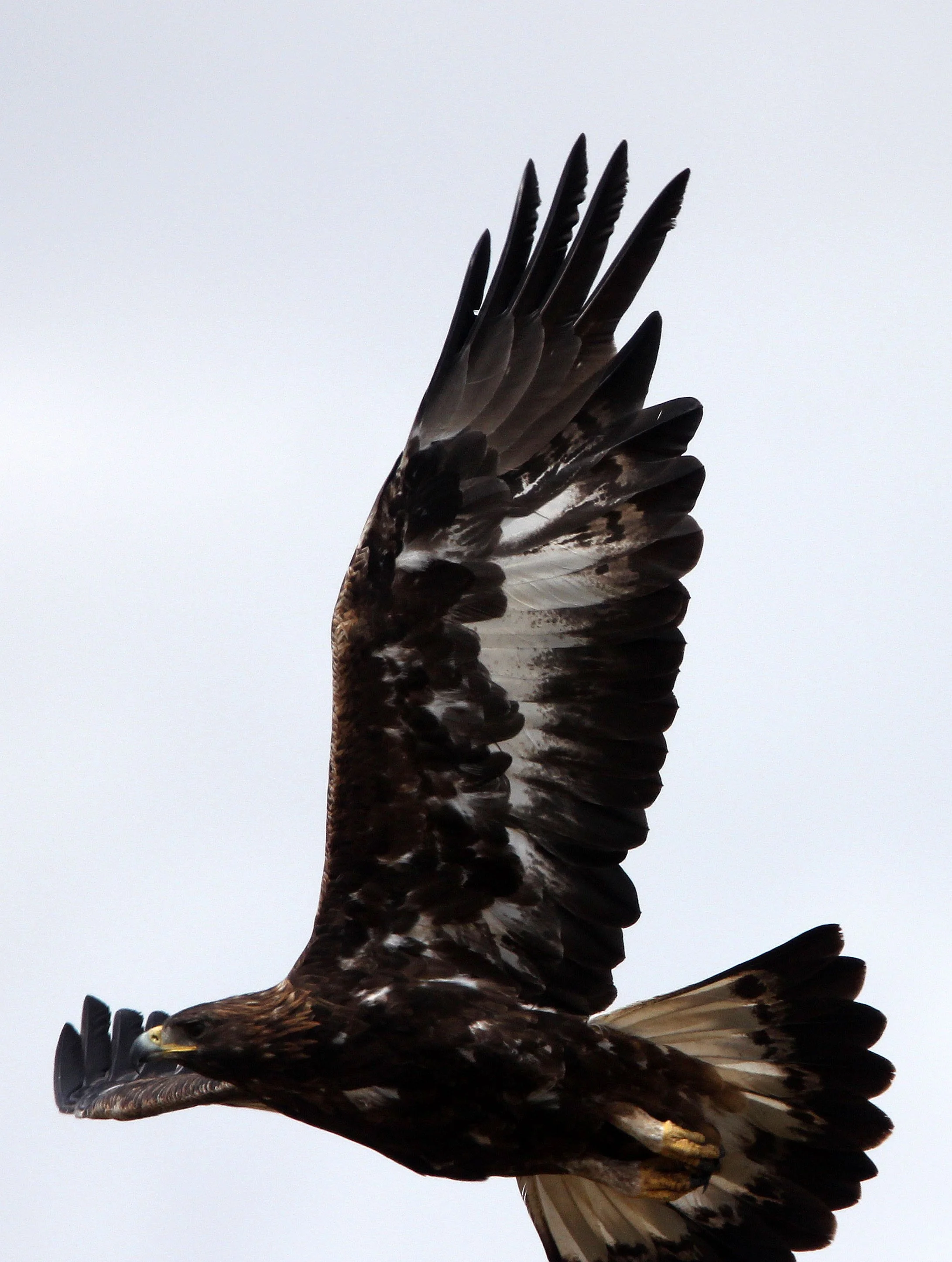 Aquila chrysaetos homeyeri - IBERIAN PENINSULA GOLDEN EAGLE - MALPARTIDA & MIRABELA GRASSLANDS SPAIN (14).JPG