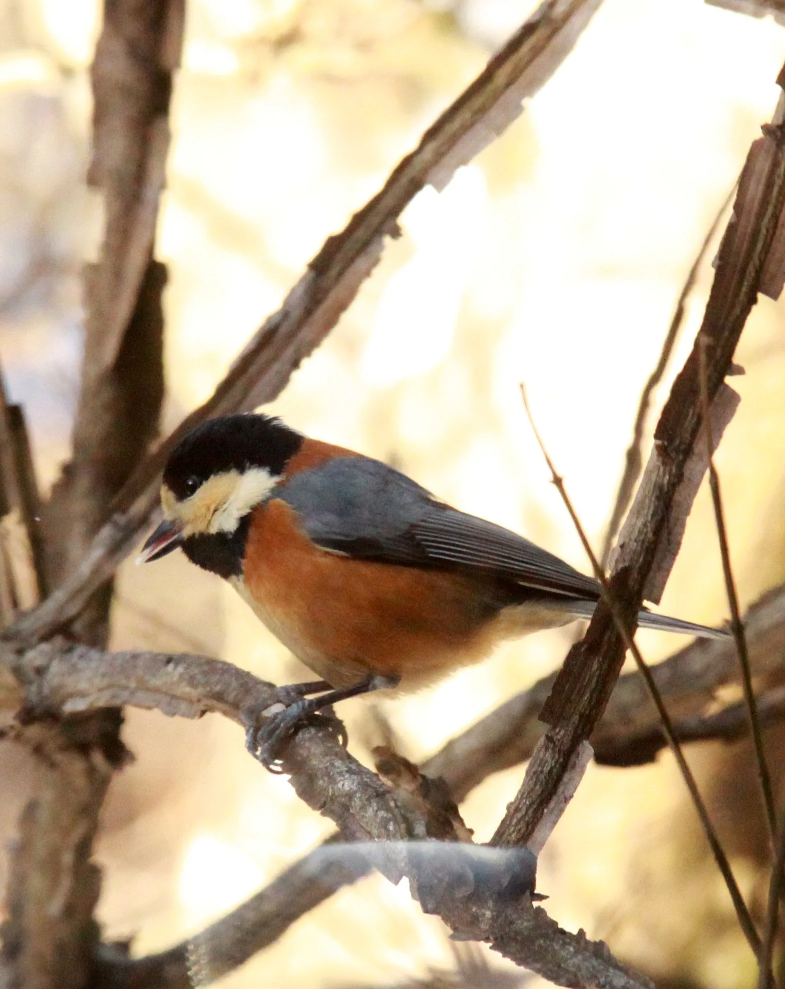 Varied Tit (Sittiparus varia) Shiobutsu Onsen, Karuizawa Japan (5).JPG