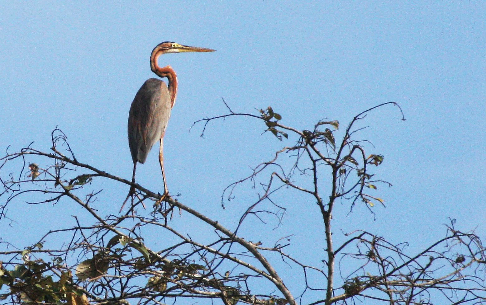 HERON - PURPLE HERON - Ardea purpurea - KINABATANGAN RIVER BORNEO  (7).JPG
