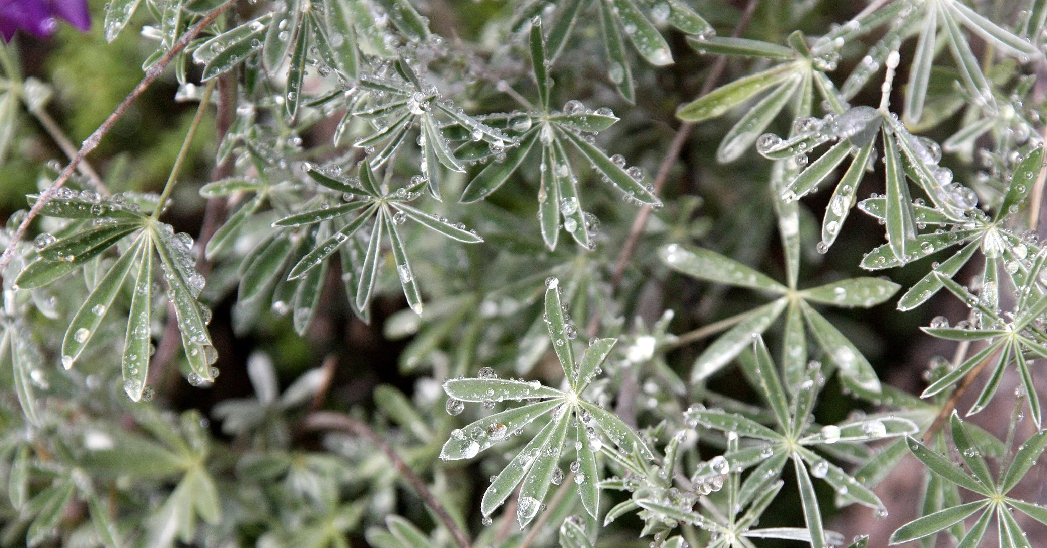 FABACEAE - LUPINUS SPECIES - LUPINE - PINNACLES NATIONAL MONUMENT CALIFORNIA (2).JPG