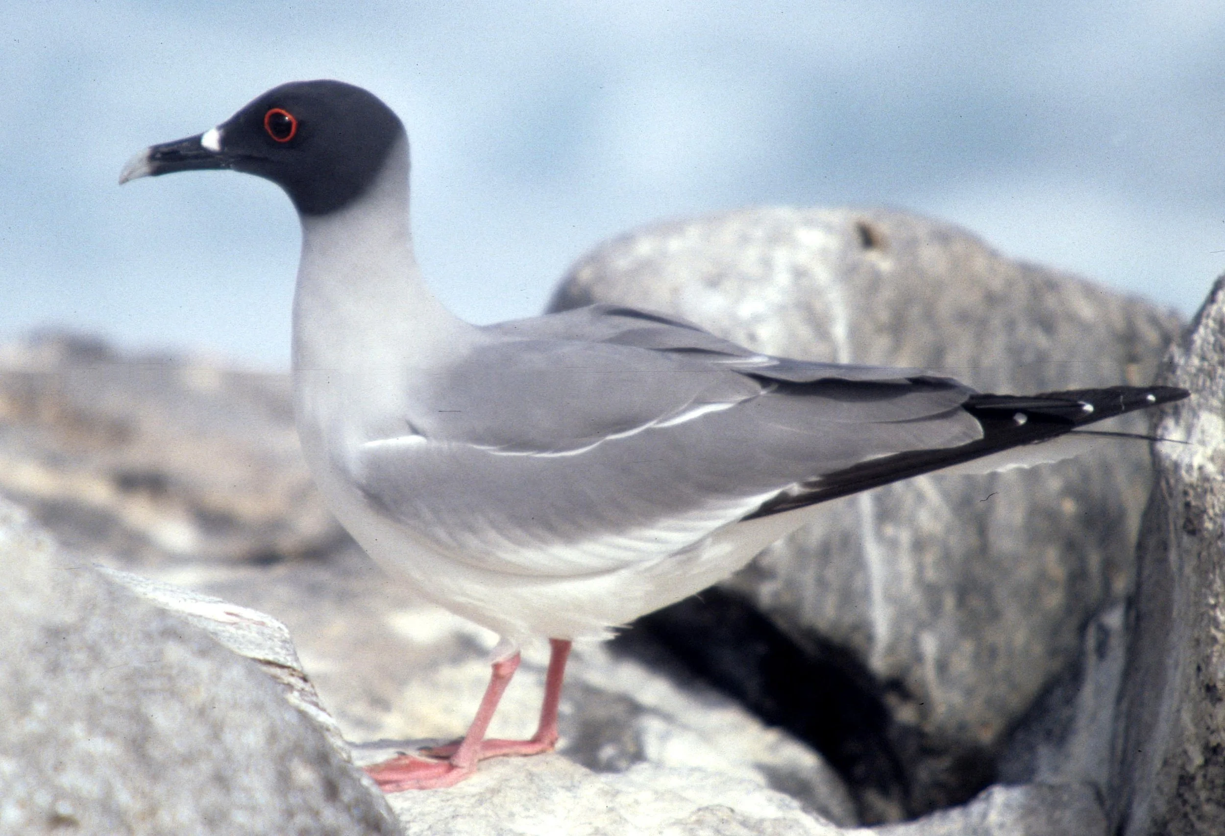 BIRD - GULL - SWALLOW-TAILED - GALAPAGOS A.jpg