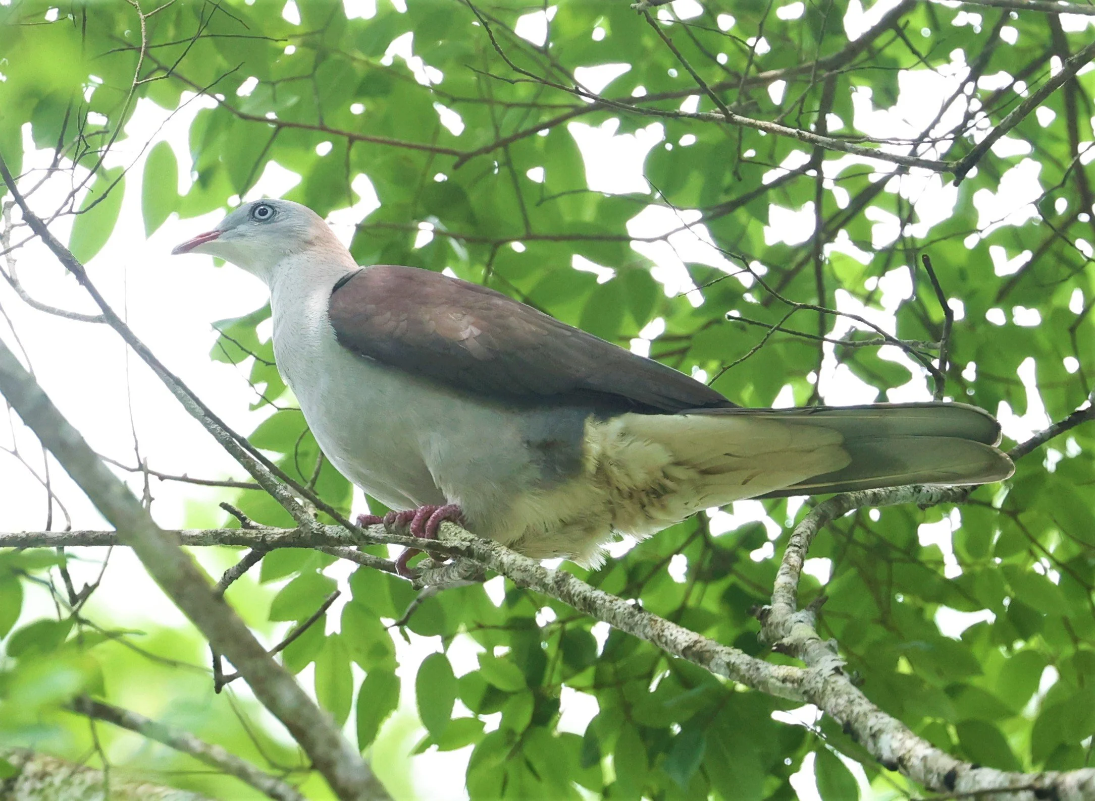 Mountain Imperial-Pigeon (Ducula badia) KhaoYai NP Thailand (7).jpg