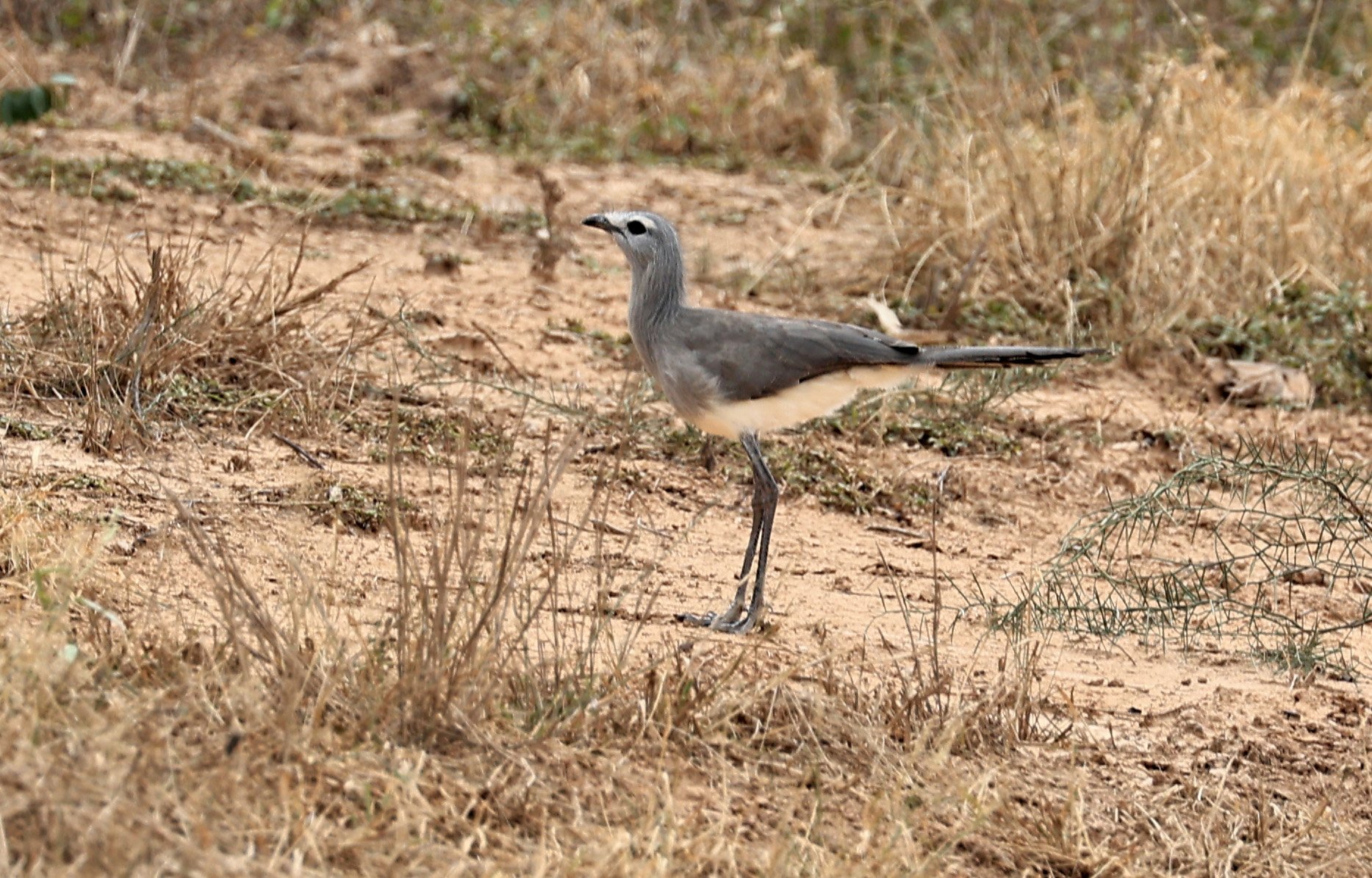 Black-legged Seriema (Chunga burmeisteri) Agua Dulce Paraguay (9).jpg