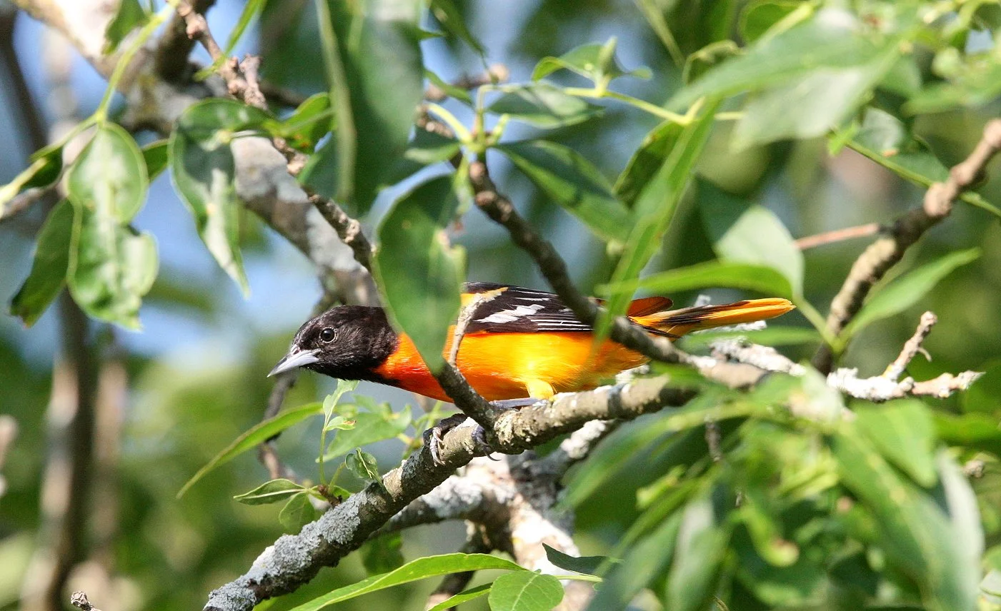 Baltimore Oriole (Icterus galbula) McKee Marsh Illinois (6).JPG