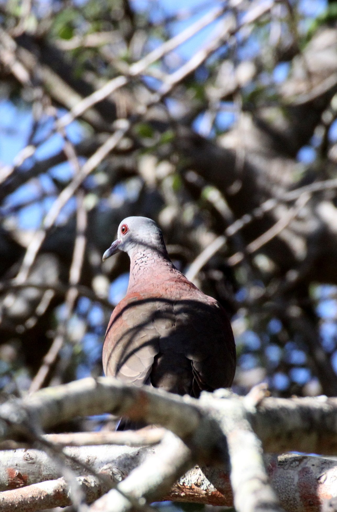Malagasy Turtle-Dove (Nesoenas picturatus) Berenty Reserve Madagascar (3).JPG