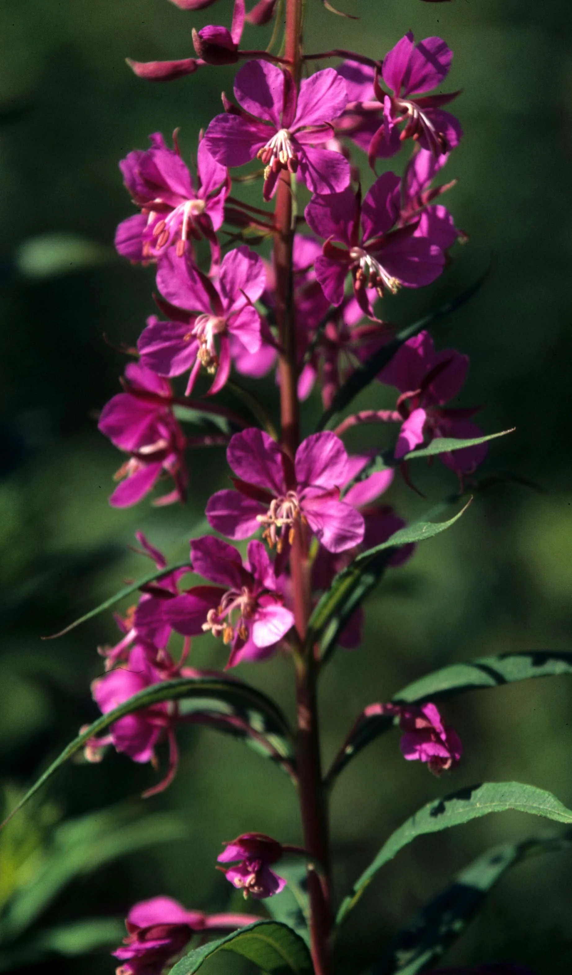 CALIFORNIA - REDWOODS NP - FIREWEED (2).jpg