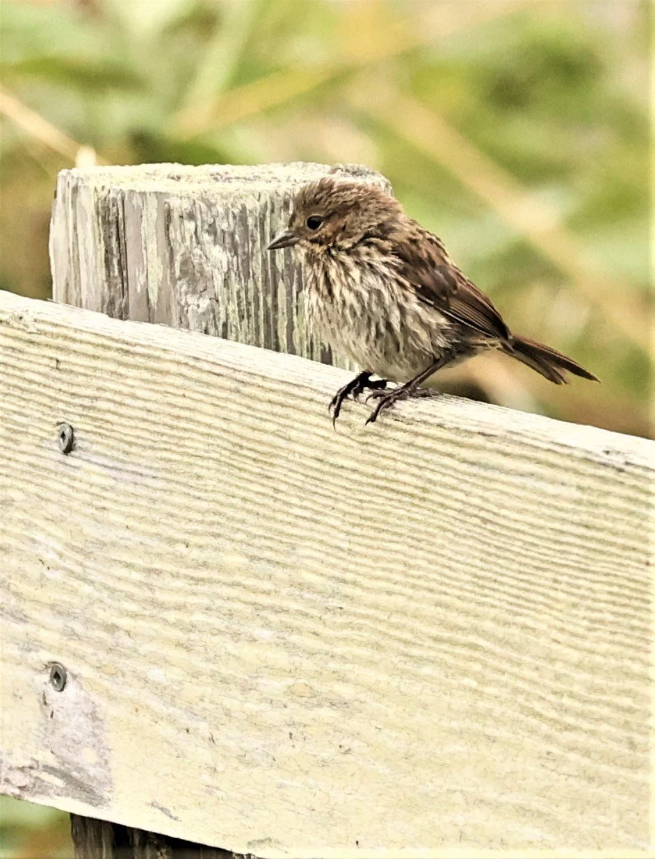 Lincoln's Sparrow (Melospiza lincolnii) Humboldt Bay NWR California (6).jpg