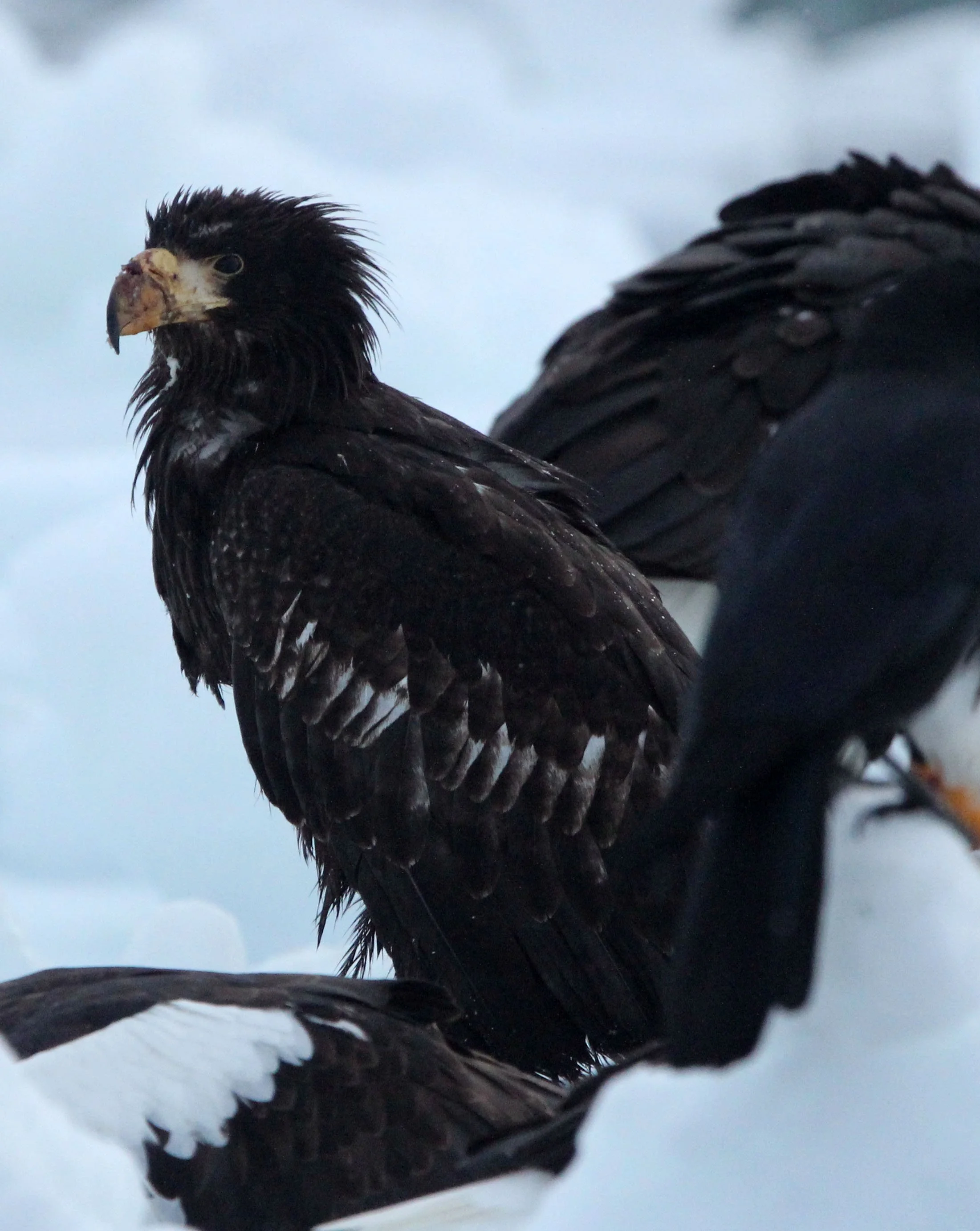 Haliaeetus pelagicus - STELLER'S SEA EAGLE - RAUSU, SHIRETOKO PENINSULA, HOKKAIDO JAPAN (133).JPG