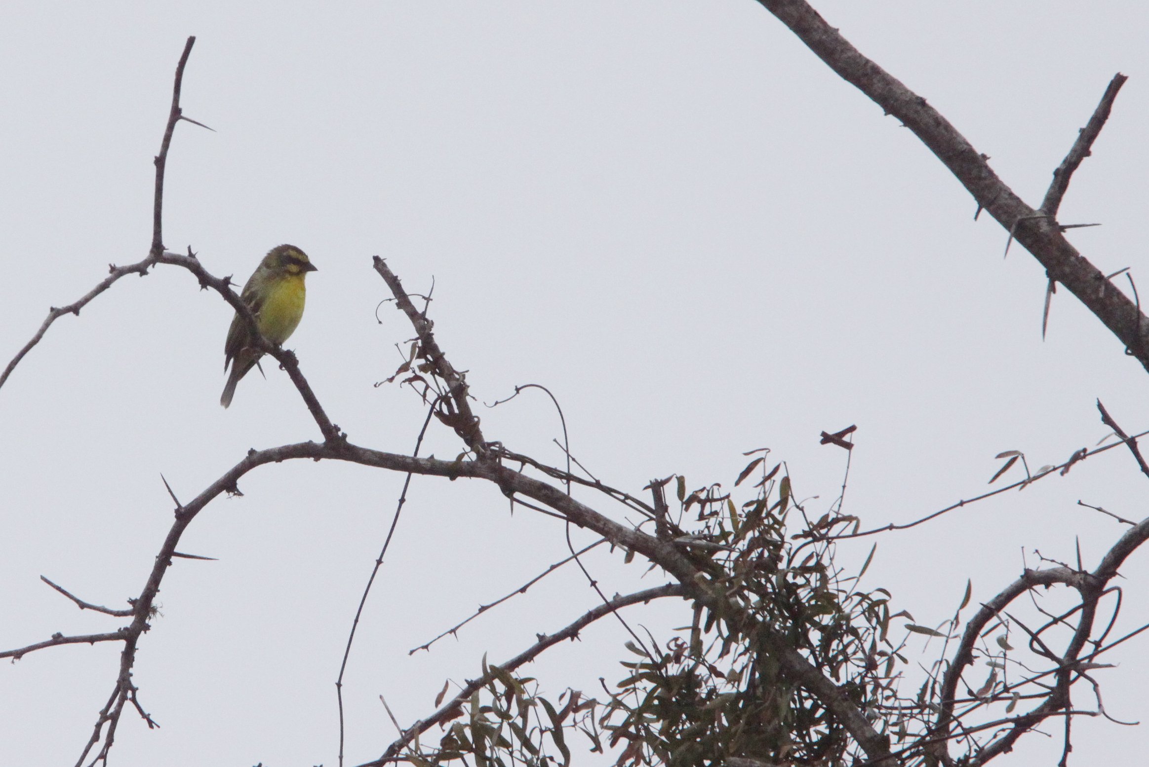 Lemon-breasted Canary (Crithagra citrinipectus) Saint Lucia Wetlands Reserve, South Africa
