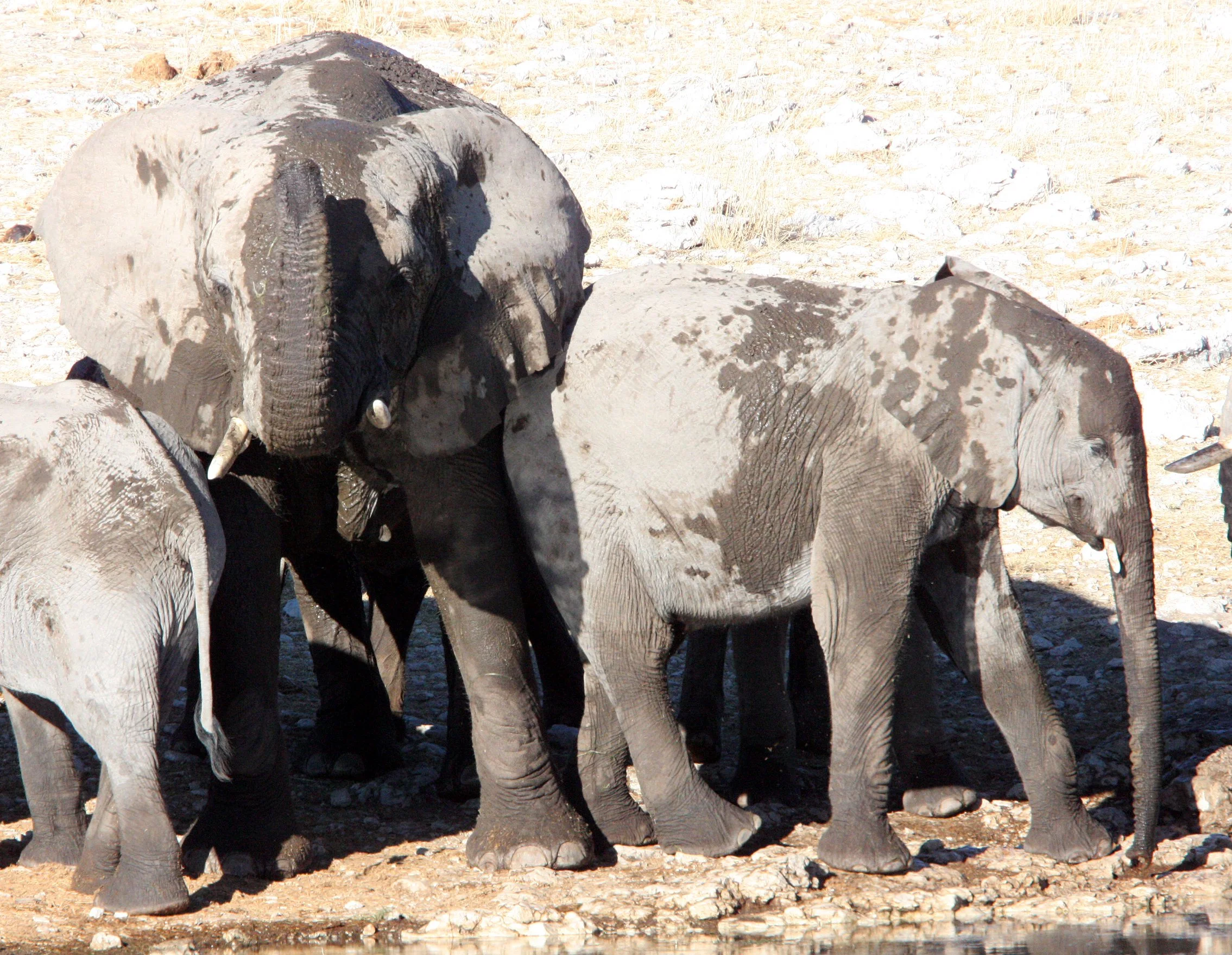 ELEPHANT - AFRICAN ELEPHANT - ETOSHA NATIONAL PARK NAMIBIA (88).JPG