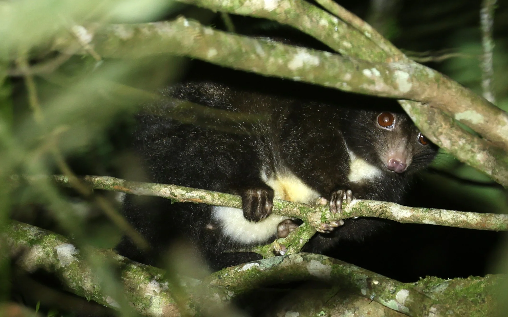Herbert River Ringtail Possum (Pseudochirulus herbertensis) Mount Hypipamee Crater NP & Vicinity - Queensland