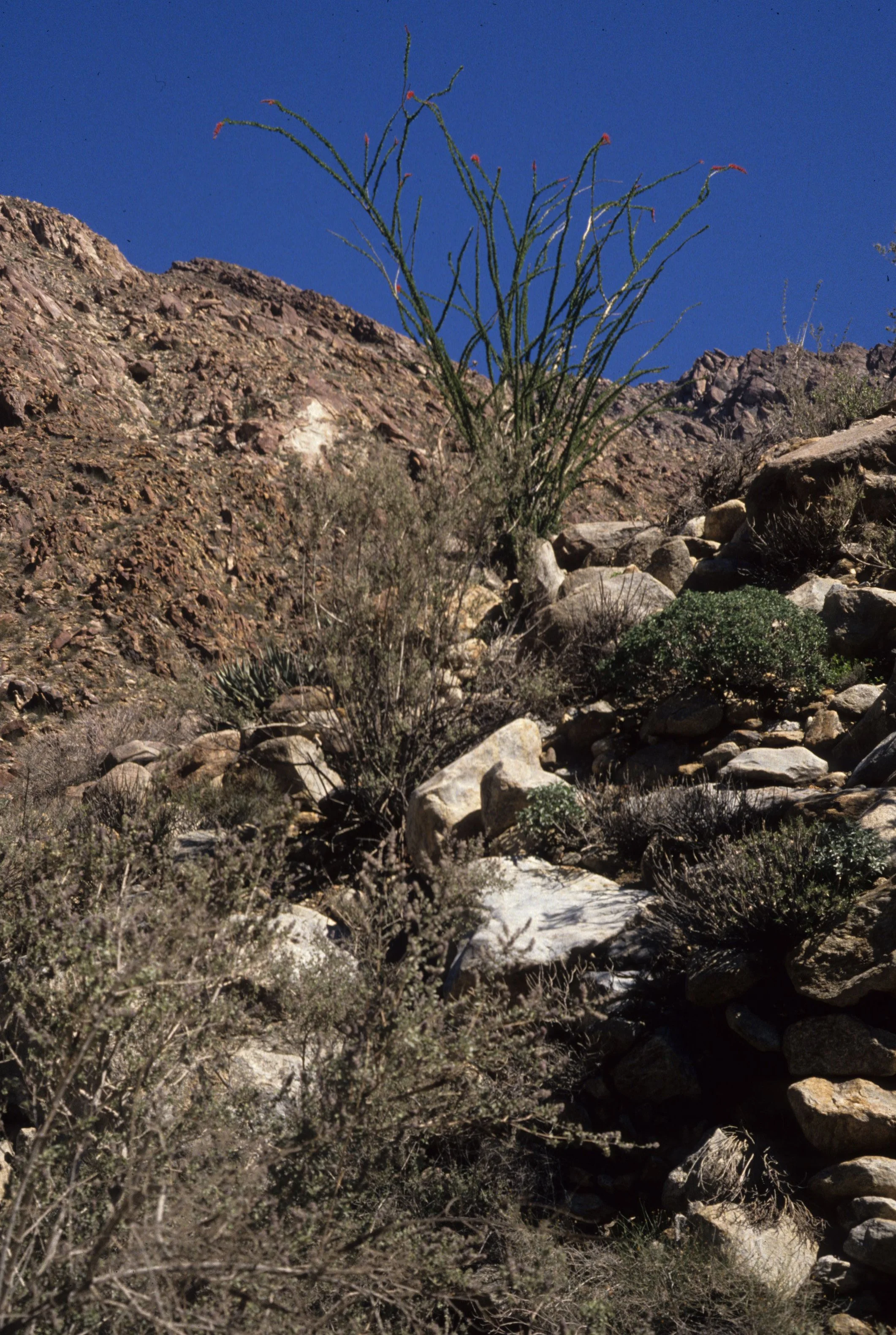 ANZA BORREGO - OCOTILLO IN WASH.jpg