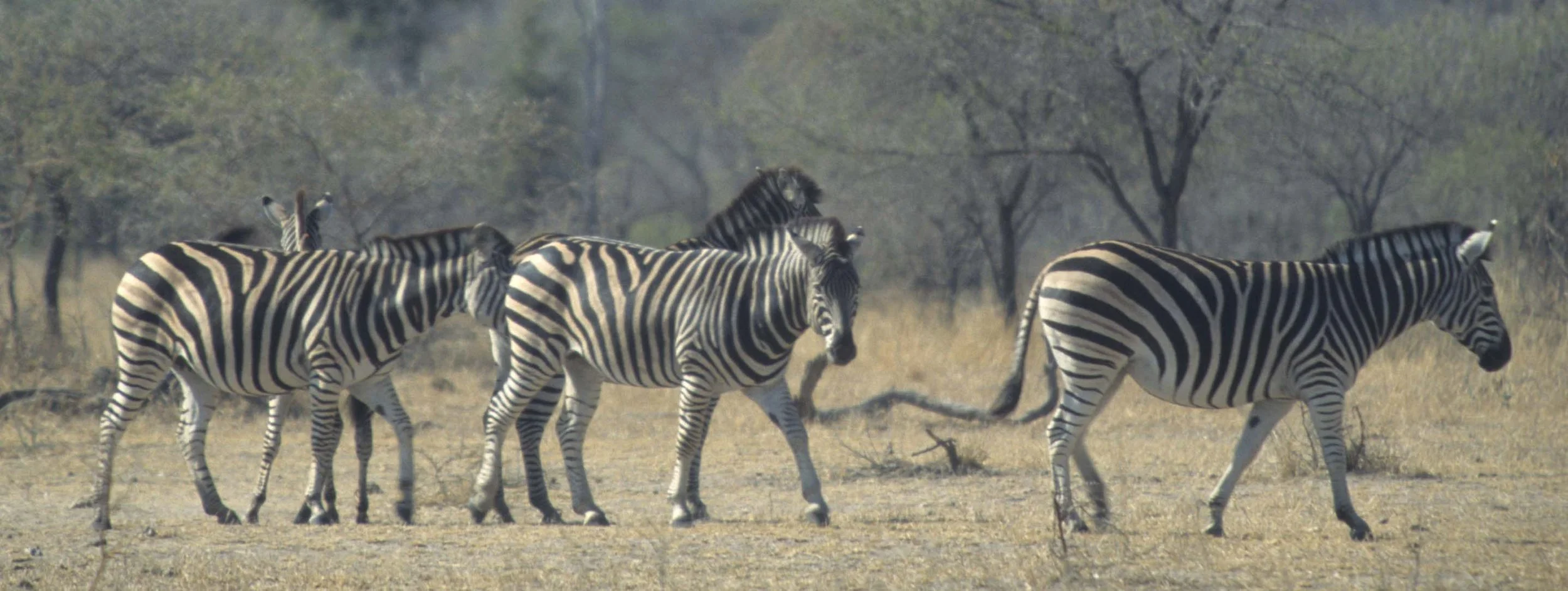 EQUIN - ZEBRA - BURCHELLS - KRUGER (7).jpg
