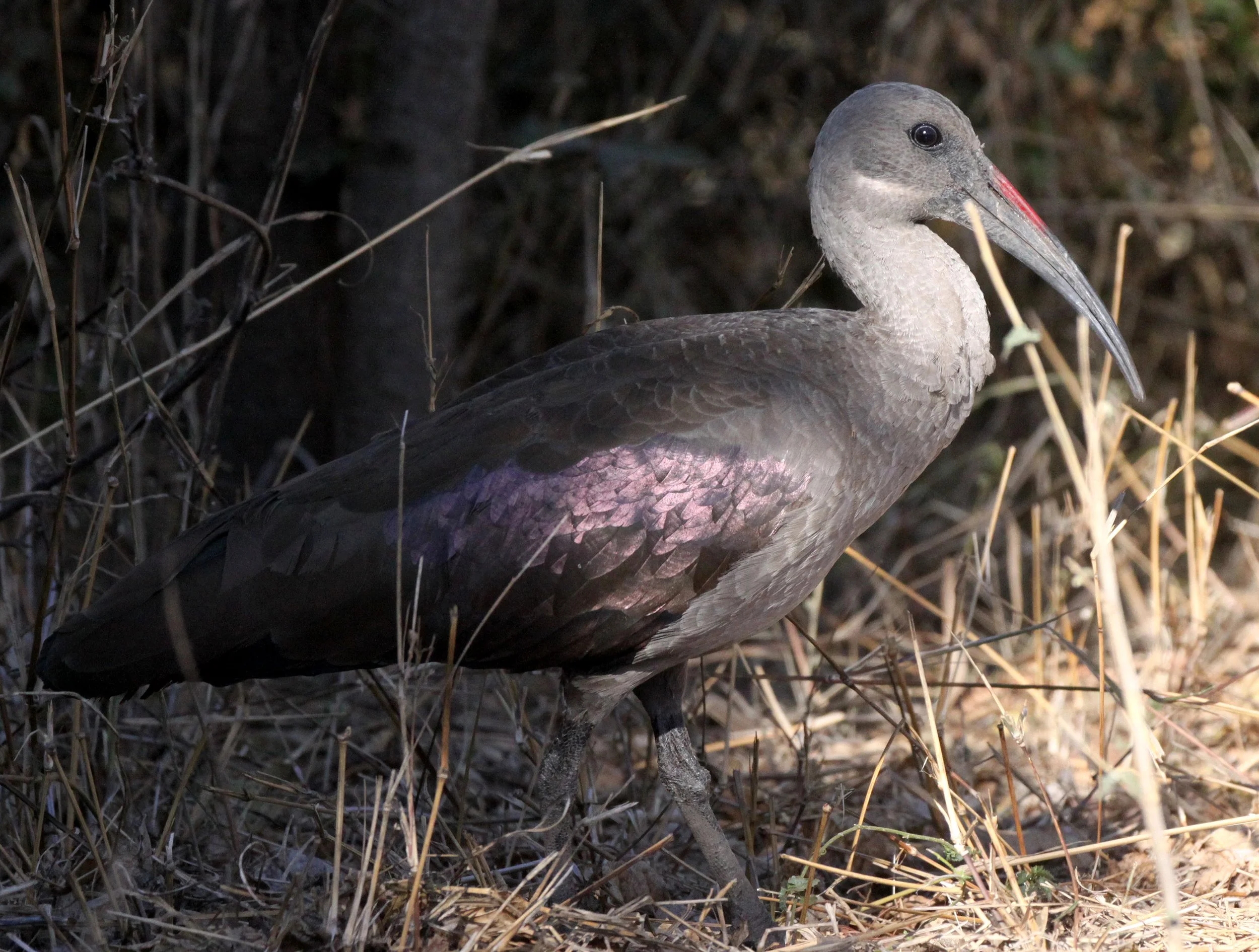 IBIS - HADADA IBIS - Bostrychia hagedash - KRUGER NATIONAL PARK SOUTH AFRICA (7).JPG