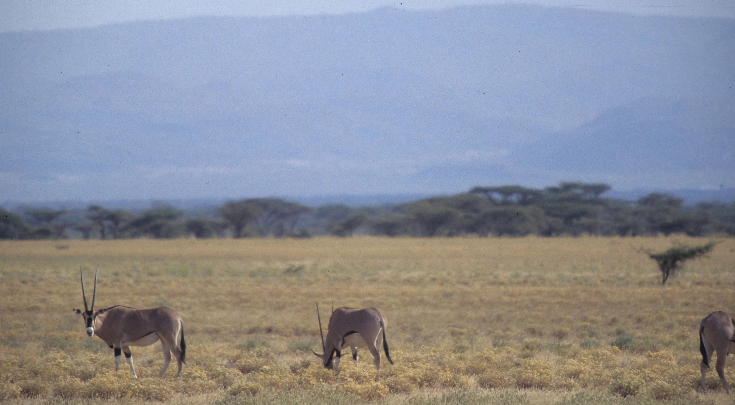 BOVID - ORYX - BEISA - SHABA (19).jpg