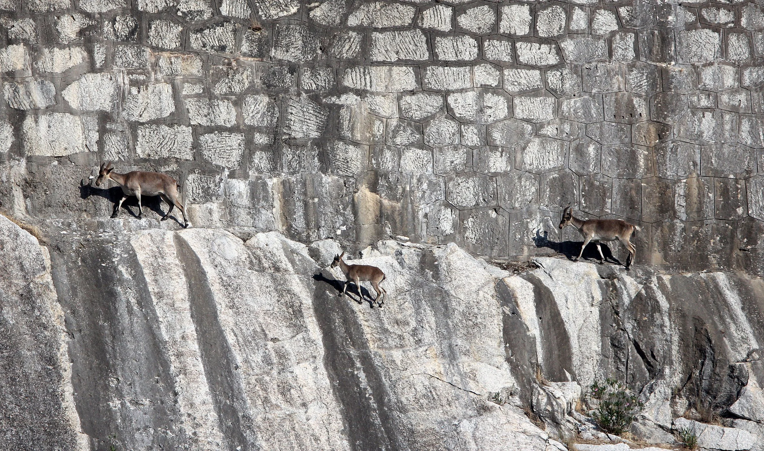 IBEX - SOUTHEASTERN (BECEITE) SPANISH IBEX - Capra pyrenaica hispanica - SIERRA DE ANDUJAR SPAIN (40).JPG