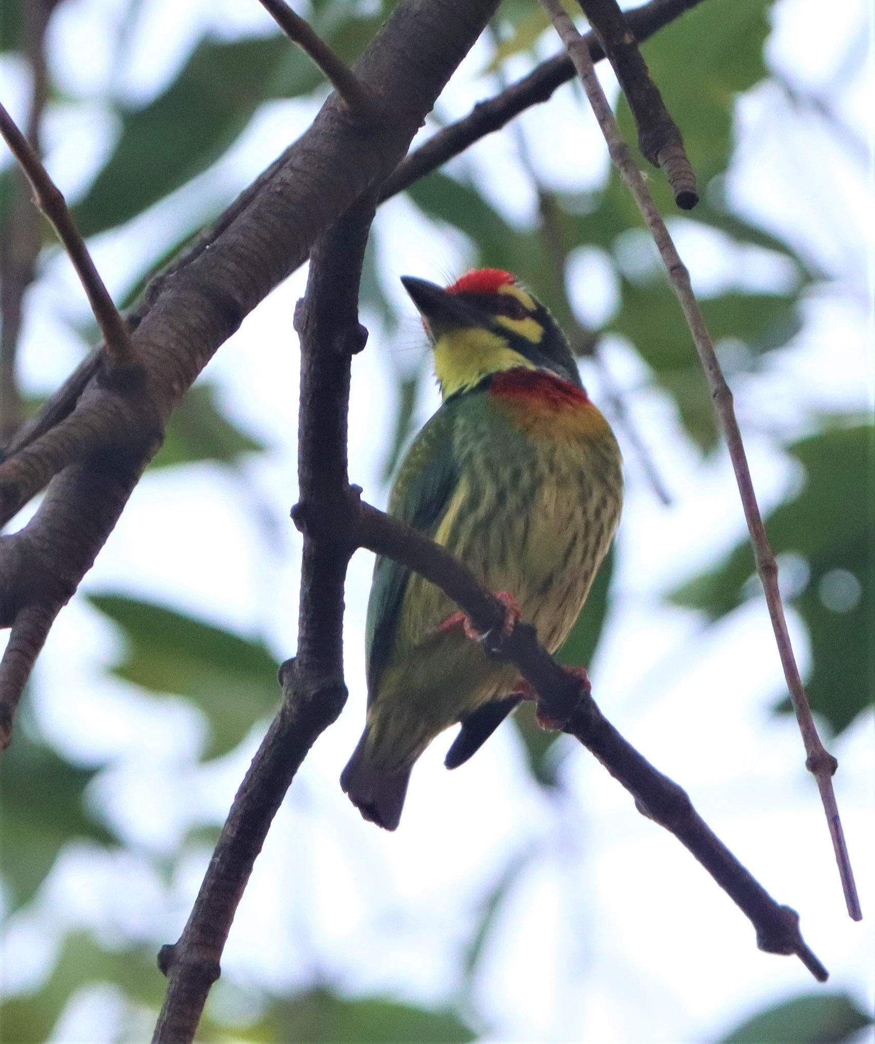 BARBET - COPPERSMITH BARBET - Megalaima haemacephala - RAMA 9 PARK BANGKOK (1).jpg