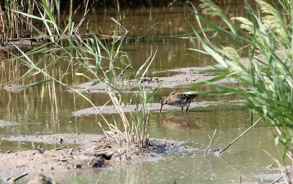 BIRD - SNIPE - COMMON SNIPE - GALLINAGO GALLINAGO - CHONGMING ISLAND - DONGTAN WETLANDS RESERVE (6).JPG