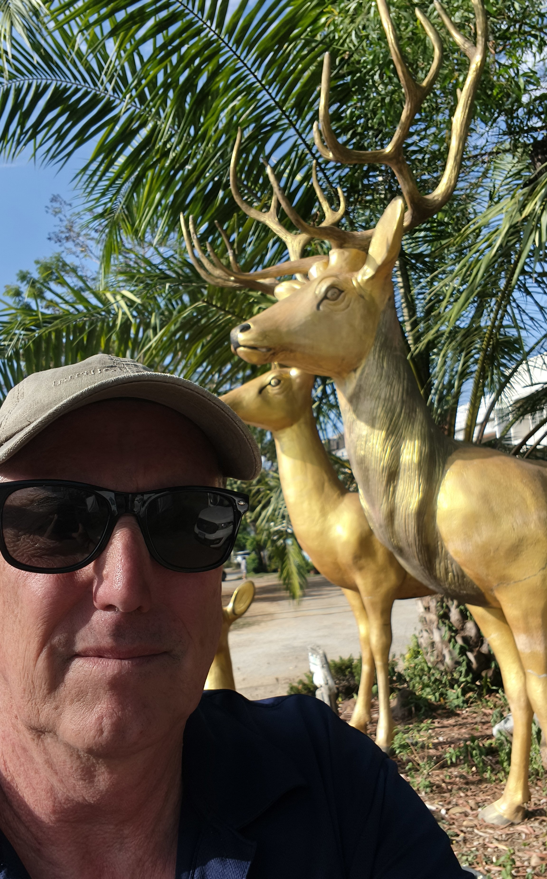 Schomburgk's deer (Rucervus schomburgki) Uttaradit Thailand