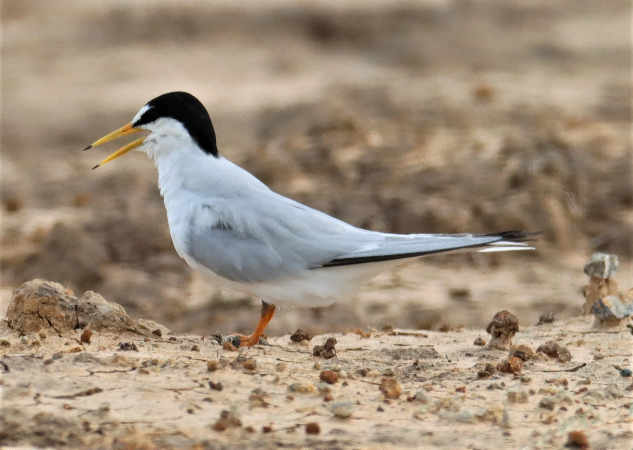 TERN - LITTLE TERN - Sterna albifrons - KHAO SAM ROI YOD NP (15).jpg