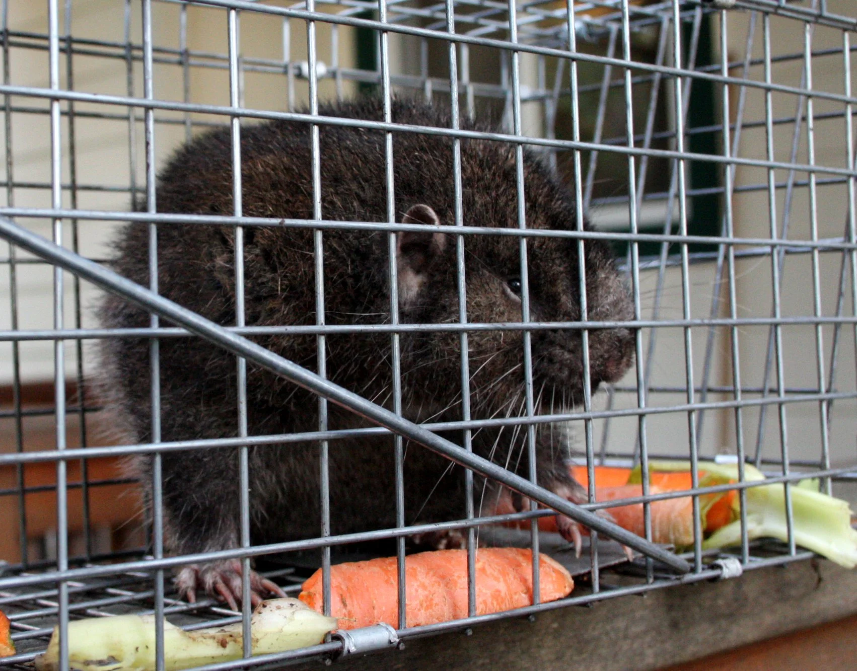 RODENT - MOUNTAIN BEAVER - LAKE FARM TRAILS WA.JPG
