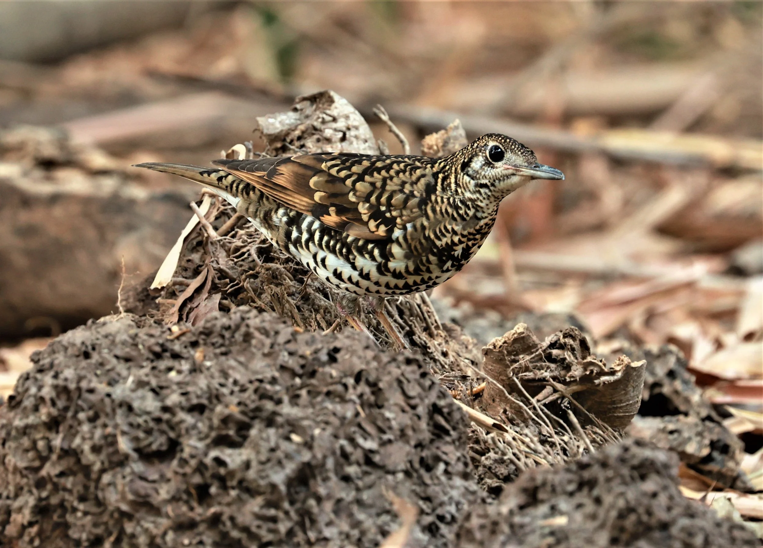 White's Thrush (Zoothera aurea) Putthamonthon Park Nakhon Pathom Thailand (204).jpg