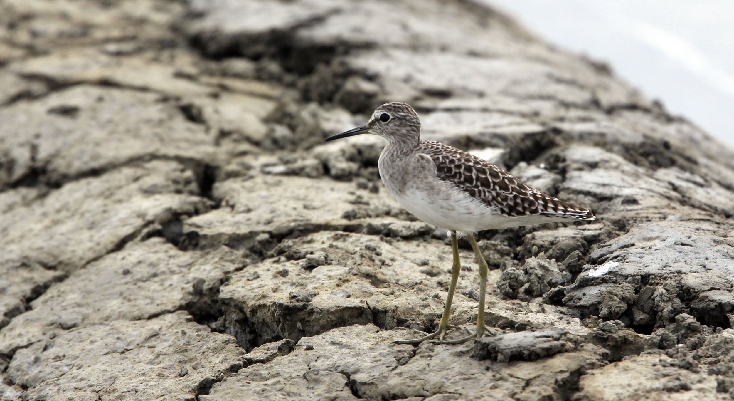 BIRD - SANDPIPER - WOOD SANDPIPER - KOK KHAM MACHACHAI - SALT PONDS - NEAR BANGKOK THAILAND (8).JPG
