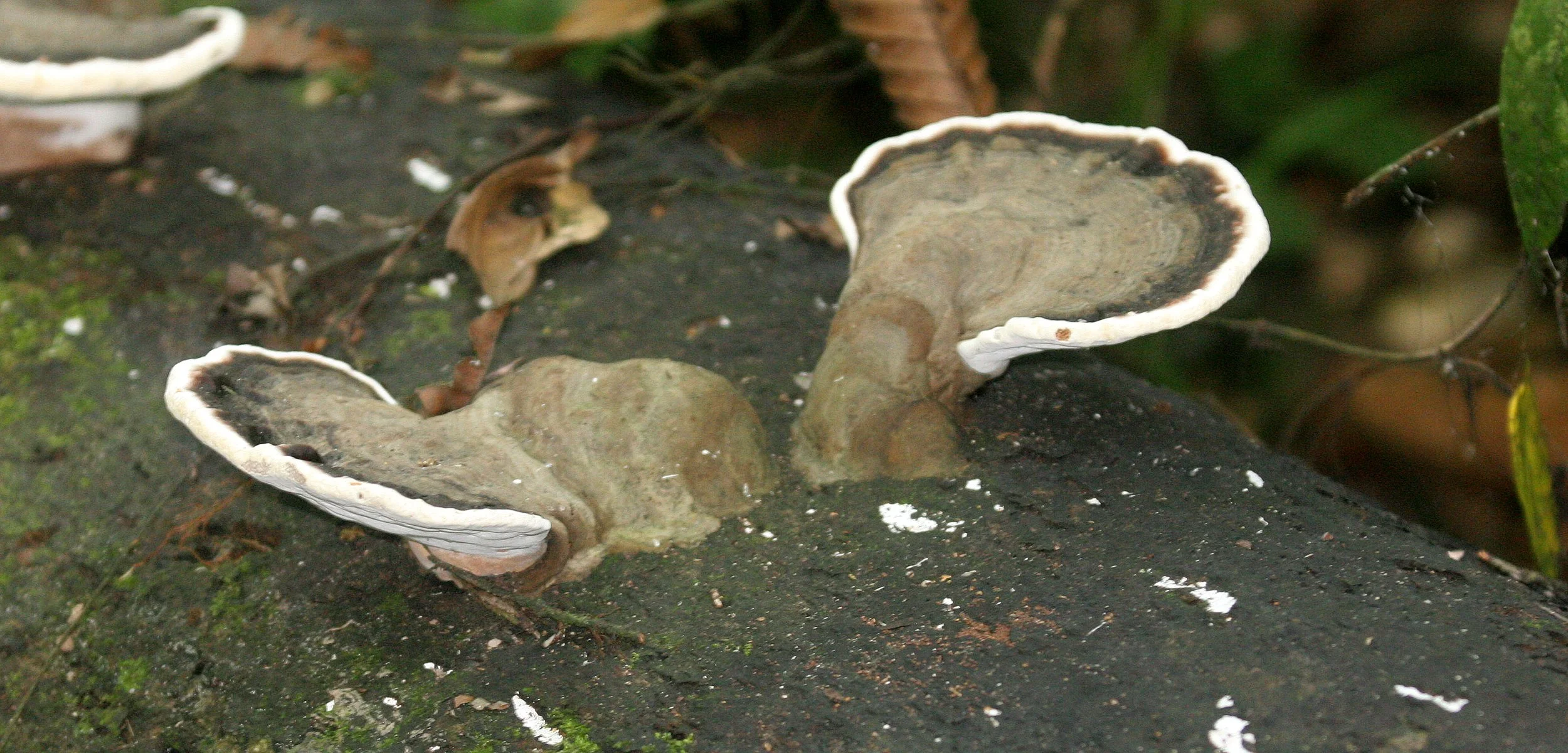 KINABATANGAN RIVER BORNEO - FUNGI SPECIES (8).JPG